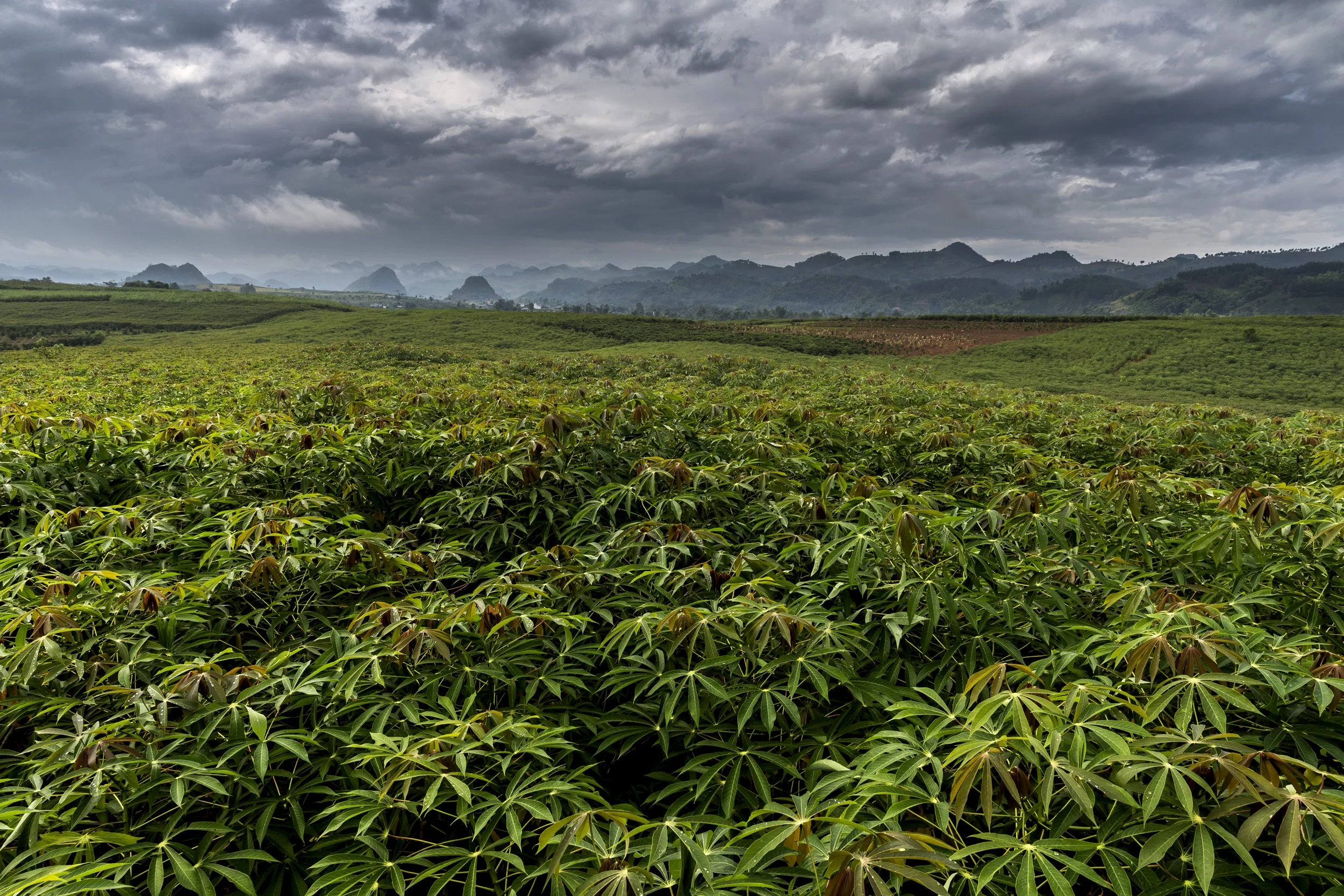 SON LA, VIETNAM, 19 AUGUST 2016: Cassava crops fill the hills close to Son La city. (Photo by Brent Stirton/Reportage by Getty Images.)