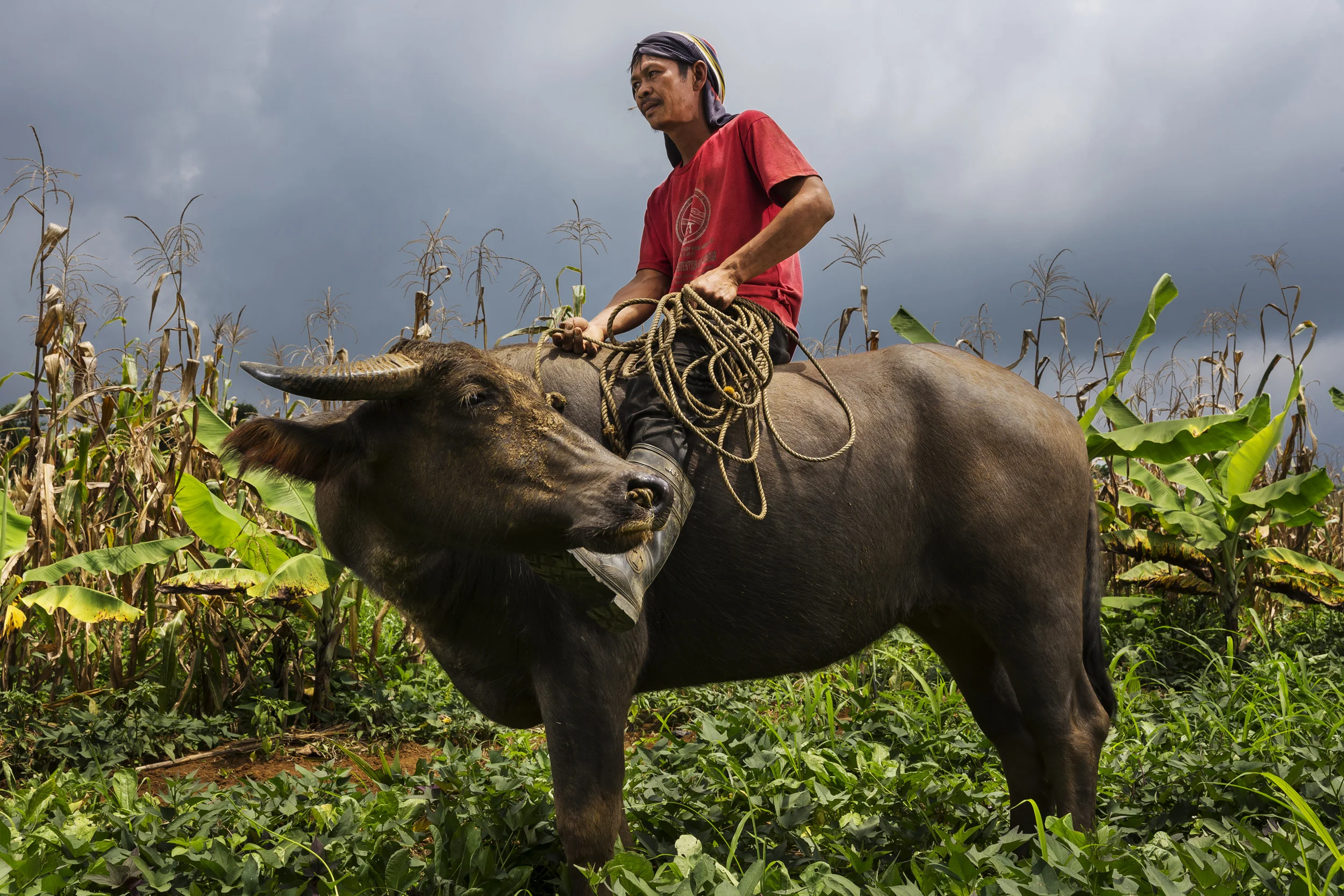 PUEBLO ANTONIA, DAVAO, PHILIPPINES, 10 AUGUST 2016: A Maize farmer seen riding his water buffalo while inspecting his maize field in the district of Gawad Kalinga. 54 farmers grow maize in this area over 30 hectares. It is a traditional crop in Davoa, its origins lying in trade between Spain and the Philippines going back centuries. The crop is resiliant, organic and does not require much maintenance or pesticide use. Corn in the Philippines has traditionally been associated with the poor and is more affordable than rice. It has a lower glycemic index and is a higher source of energy. Rice may be more expensive but it is not as good for you. High blood sugar is often linked to the consumption of white rice. If managed correctly, corn could address the need for the Philippines to import rice to feed its people. In the Philippines it is most often consumed once milled and looks very similar to rice on the plate. (Photo by Brent Stirton/Reportage by Getty Images for Crop Trust.)