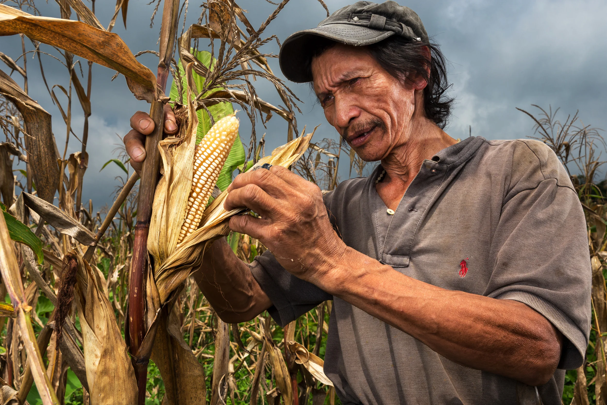 PUEBLO ANTONIA, DAVAO, PHILIPPINES, 10 AUGUST 2016: Maize farmer Juan Dajao, 59, examines corn ears in his maize field in the district of Gawad Kalinga. 54 farmers grow maize in this area over 30 hectares. It is a traditional crop in Davoa, its origins lying in trade between Spain and the Philippines going back centuries. The crop is resiliant, organic and does not require much maintenance or pesticide use. Corn in the Philippines has traditionally been associated with the poor and is more affordable than rice. It has a lower glycemic index and is a higher source of energy. Rice may be more expensive but it is not as good for you. High blood sugar is often linked to the consumption of white rice. If managed correctly, corn could address the need for the Philippines to import rice to feed its people. In the Philippines it is most often consumed once milled and looks very similar to rice on the plate. (Photo by Brent Stirton/Reportage by Getty Images for Crop Trust.)