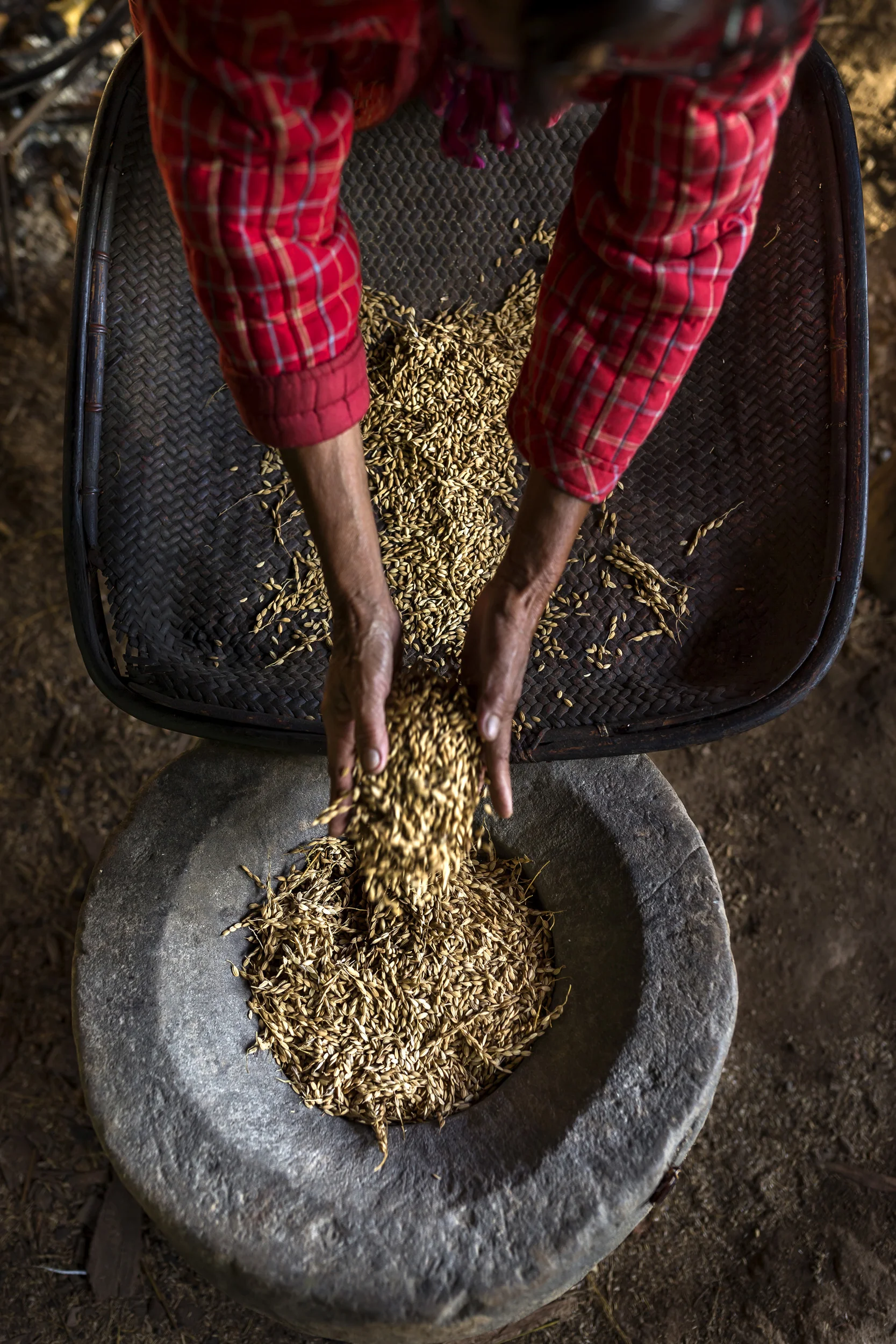 Banaue, Ifugao, Philippines, 8 August 2016: Ana Dulnuan-Habbiling is an Ifugaon leader with extensive knowledge of the Rice world in the area where she lives in the highlands of the Philippines. There is a long-standing tradition of rice growing in this area, something Ana speaks of as a tribute to the memory of her ancestors. She is seen with her family rice stocks, cleaning and preparing rice, cooking it and serving it to her family. She is also seen as she begins to clear her ceremonial rice paddy, something that will be seen by the other villagers as a sign that they too must begin to ready their paddies for planting. The rice they plant is known as aromatic and glutenous rice, a small group of rice strains they try to preserve and protect. Ana visited the International Rice Research Institute in Manila a few years ago where she was able to find a strain of rice her ancestors grew and which had been lost to her community, she now grows that rice again and is grateful to IRRI for the chance, in her words, to honor her ancestors. (Photo by Brent Stirton/Reportage by Getty Images for Crop Trust)