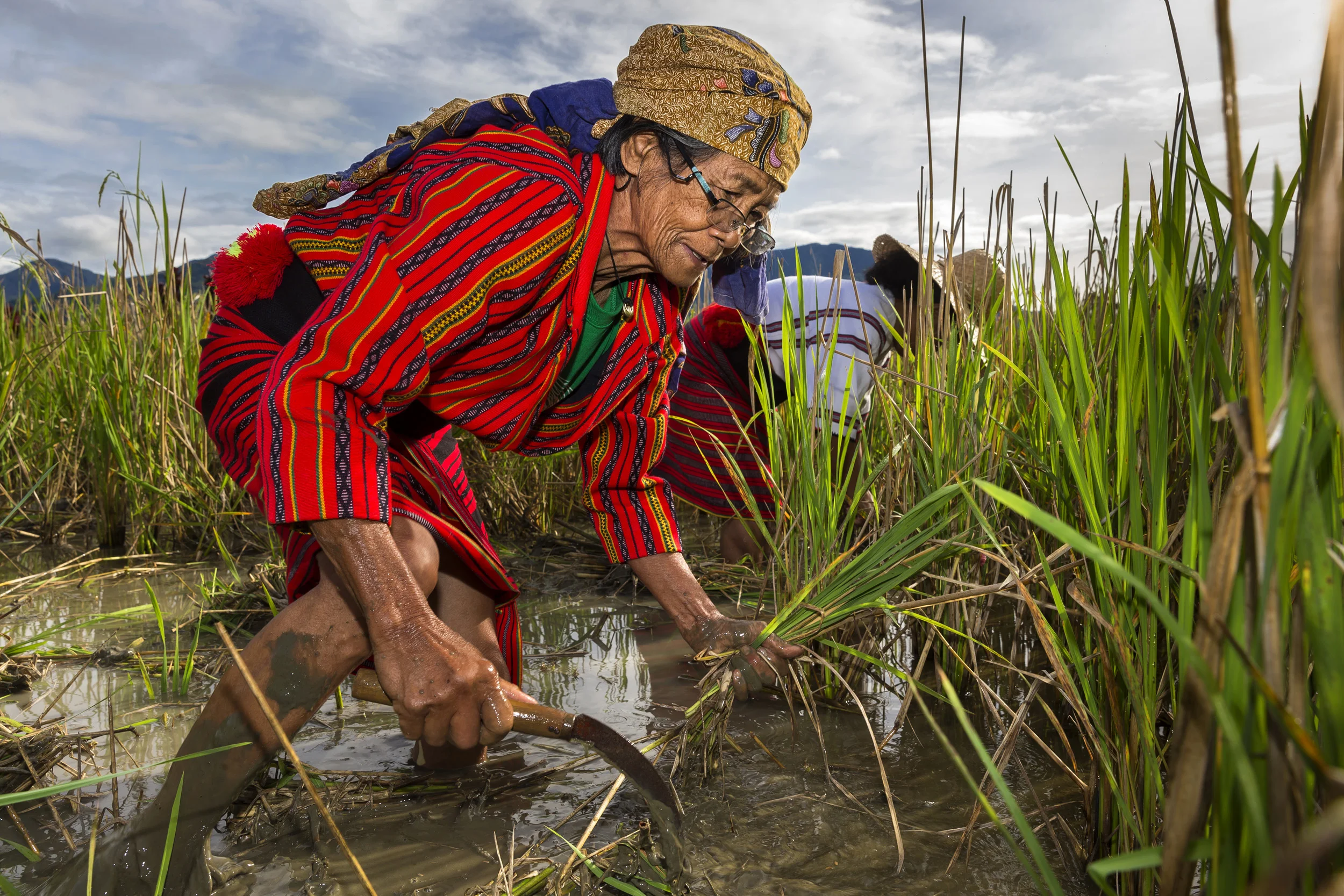 Banaue, Ifugao, Philippines, 8 August 2016: Ana Dulnuan-Habbiling is an Ifugaon leader with extensive knowledge of the Rice world in the area where she lives in the highlands of the Philippines. There is a long-standing tradition of rice growing in this area, something Ana speaks of as a tribute to the memory of her ancestors. She is seen with her family rice stocks, cleaning and preparing rice, cooking it and serving it to her family. She is also seen as she begins to clear her ceremonial rice paddy, something that will be seen by the other villagers as a sign that they too must begin to ready their paddies for planting. The rice they plant is known as aromatic and glutenous rice, a small group of rice strains they try to preserve and protect. Ana visited the International Rice Research Institute in Manila a few years ago where she was able to find a strain of rice her ancestors grew and which had been lost to her community, she now grows that rice again and is grateful to IRRI for the chance, in her words, to honor her ancestors. (Photo by Brent Stirton/Reportage by Getty Images for Crop Trust)