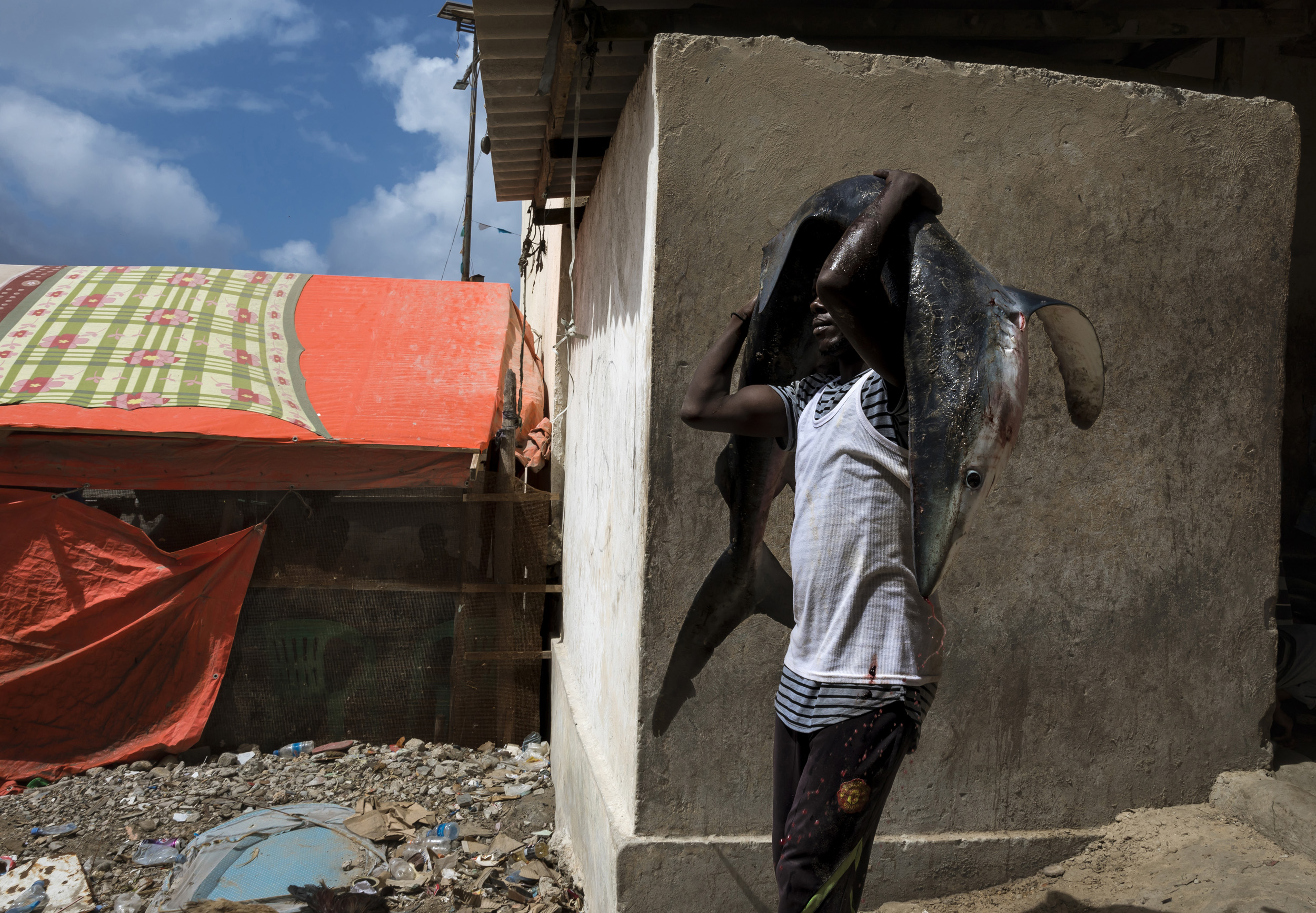 MOGADISHU, SOMALIA, 1 AUGUST 2017: A local fisherman delivers a shark to the fish market in Mogadishu. Fishing remains a vital resource for Somalia, complicated by overfishing by illegal foreign fleets and difficult to police without a navy. Notorio