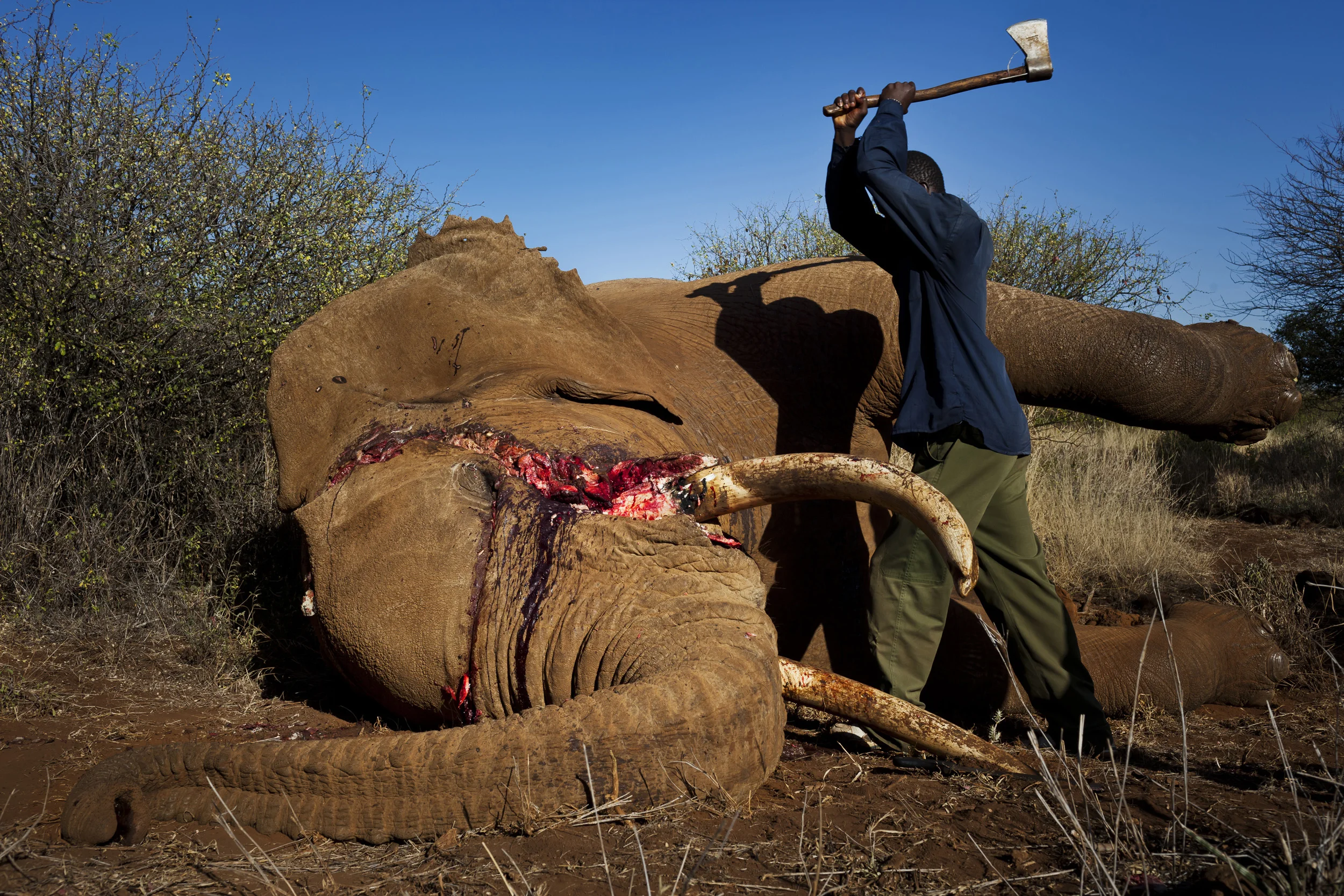 AMBOSELI, KENYA, MAY 2011: Undercover Kenya Wildlife Services Ranger detusk a bull elephant killed by a spear in the Amboseli ecosystem in the shadow of Amboseli, Kenya, May 29, 2011. The elephant was killed by a single spear stroke close to the spine which penetrated deeply enough to cause massive internal bleeding. It is not known whether this was a poaching attempt or whether this was a case of human elephant conflict with the animal in the crops of local Masaai. The animal was detusked and the ivory sent to the KWS HQ in Amboseli National Park. KWS has the mandate to protect wildlife in Kenya but lack the manpower and resources. Organisations like Big Life are the private sector arm of KWS in the 2 million acre Amboseli ecosystem, working alongside them to supply manpower, vehicles, funding, information networks and aircraft to practise effective conservation in the region. (Photo by Brent Stirton/Reportage for National Geographic Magazine.)