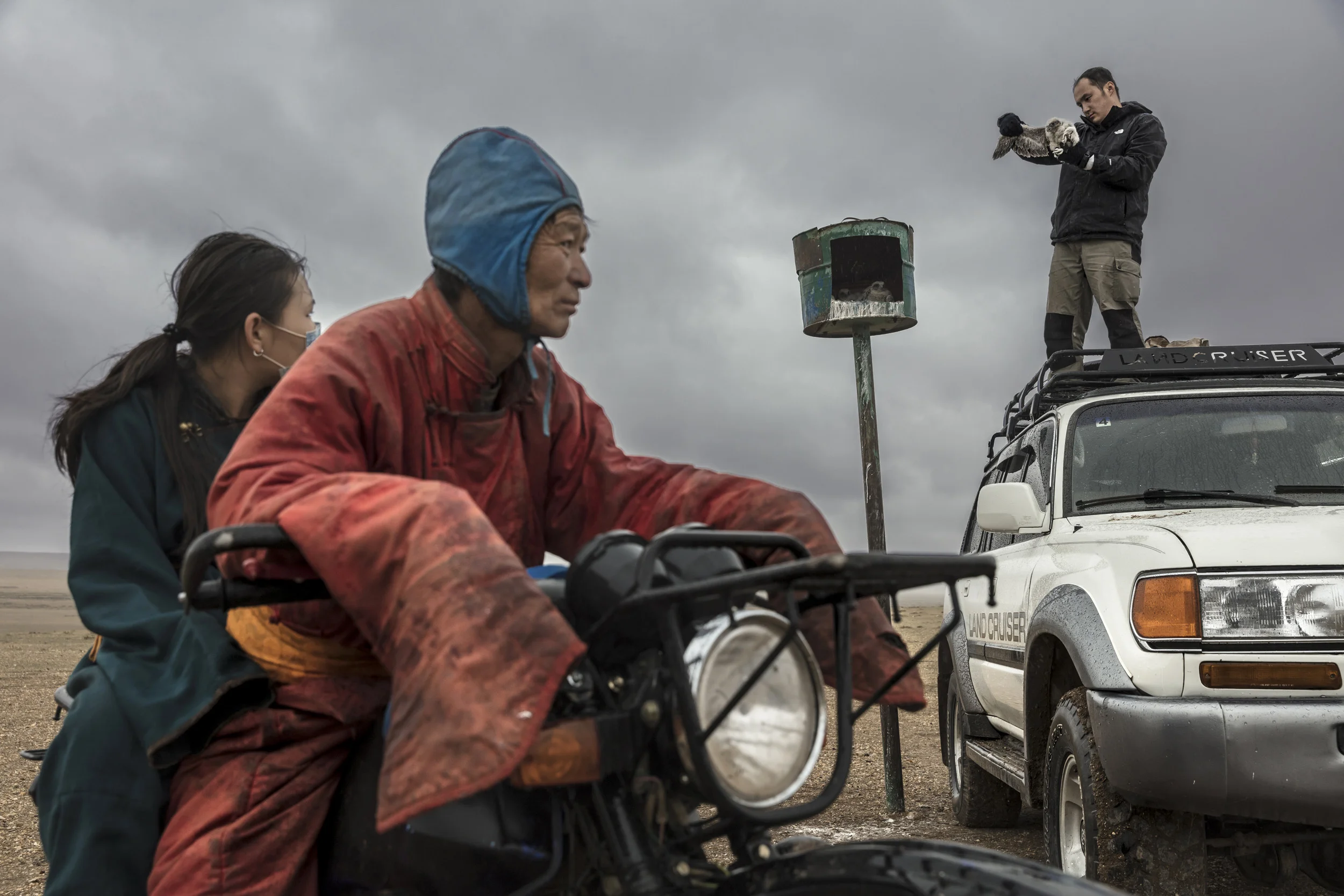 BAYAN, CENTRAL MONGOLIA, MAY 2017: Batbayar Bold, a member of the Mongolian Wildlife Science and Conservation Center, examines artificial nests for the Saker Falcon in the steppe of Central Mongolia. He speaks with local Mongol nomads who live close to this particular nest about the work he is doing, they expressed their appreciation to him. Bayaraa checks the chicks individually, looks at their wings, weighs them and records their numbers and growth rates. The Mongolians have created over 5000 artificial nest sites in areas without naturally occurring nests or trees. In Mongolia, the globally endangered Saker falcon is harvested from the wild for the international falconry trade, yet little is known about the implications of this harvest for the conservation of the species. The use of artificial nests is a well-established conservation technique, which can be used to increase the size and distribution of breeding bird populations that are limited by the availability of natural nesting sites. Saker Falcons do not build their own nest but take over nests built by other birds. In nest site limited habitats the artificial nest projects create the potential to create a managed and easily monitored population in, which supports a sustainable harvest. Furthermore, artificial nests could contribute to the control of rodent pest species in the steppe ecosystem by increasing predator densities and predation rates. The Saker falcon is the only species in the genus Falco with an endangered listing in the IUCN red list, because a population trend analysis has indicated that it may be undergoing a very rapid decline, particularly in Central Asia, with unsustainable capture for the falcon trade considered to be one of the causal factors. Electrocution via power lines is a larger issue. The Mongolian government has permitted an annual harvest quota of Saker falcons for the Arabian falconry market, with this trade being conducted under the auspices of the Convention on Internationa