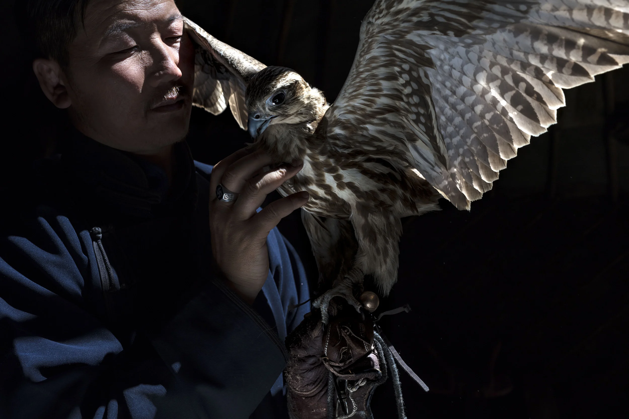 ERDENE SANT, CENTRAL MONGOLIA, 22 MAY 2017: Boldbaatar Batjargal is a Mongolian master falconer. He has been a falconer for 15 years, working with these rare birds since 2002. He is seen with his current Saker Falcon, a bird he will release into the wild again when the season ends. Today he is well known as one of the country’s master falconer’s working with Saker and Gyr falcons. He first saw Pakistani’s capturing wild falcon in 2002 and work with the birds. He found that fascinating and when he found an injured Saker that had been clawed by an eagle, he healed the injured bird and developed a relationship with the falcon. That bird was stolen from him but by then he had developed a keen sense of the history of falconry and it’s role for the Mongols. Ghingis Khan was said to have over 500 falconers in his army. Boldbaatar sees it as a way to reconnect to the past and the present at the same time. Boldbaatar sees falconing as being part of a great tradition, thereby connecting to his Mongol ancestors. “Mongolia was oppressed for a long time in our history, we almost abandoned falconry. This is a way for me to reconnect to our past Mongol traditions. “ Boldbaatar is well known for his ability to connect to Saker and Gyr falcons, imprinting on them quickly and forming a relationship with a wild bird within a couple of days. (Photo by Brent Stirton/Verbatim for National Geographic magazine.)