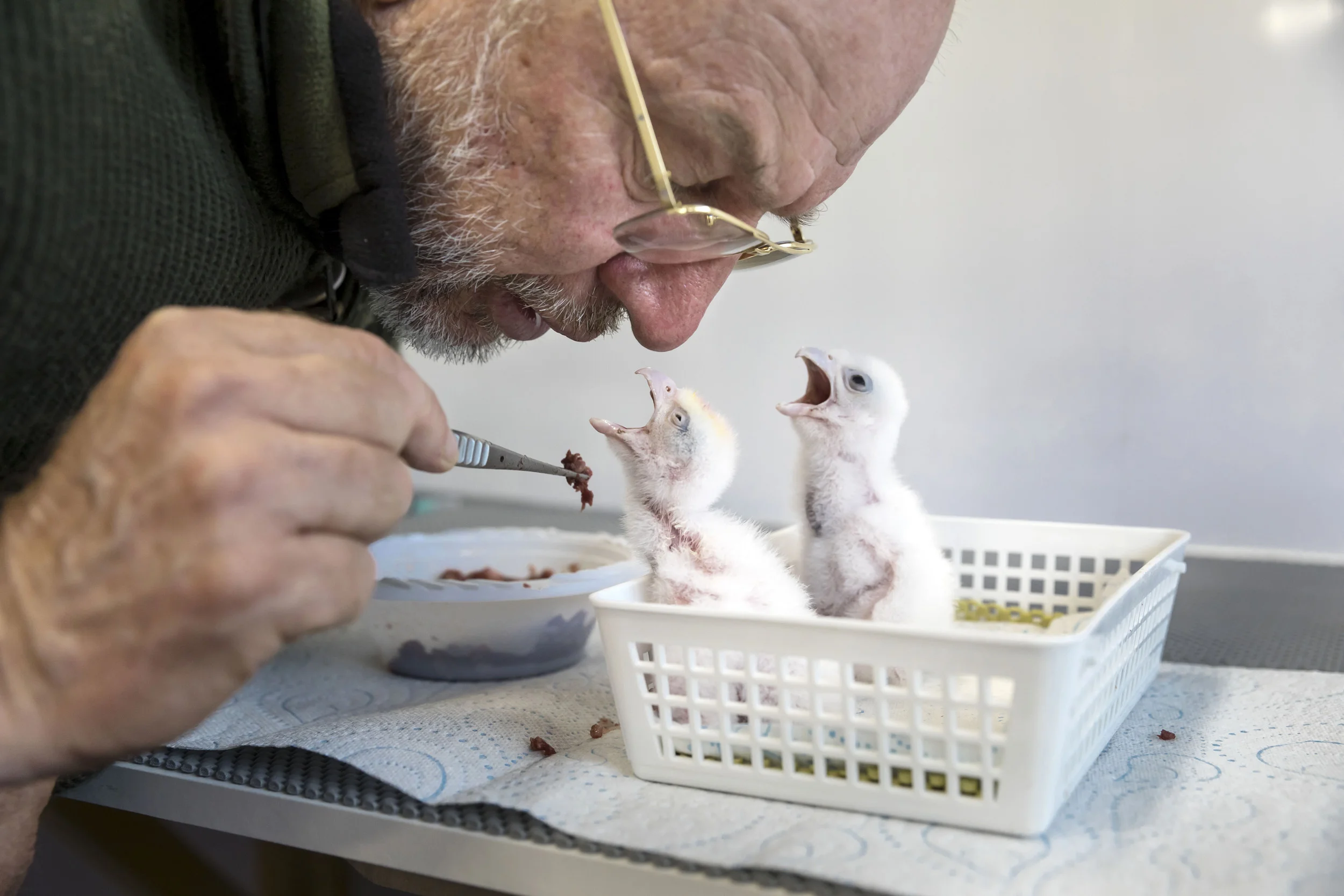 ELGIN, SCOTLAND, 9 JUNE 2017: Howard Waller feeds young Gyr/Peregrine falcon chicks wiht quail meat 4 times daily. During this process Howard will often bring his face very close to the chicks and make the noises that an adult female would make. The feeding and the noises all make the chicks view Howard as their parent and increase their bond with him. This is a key part to imprinting the chicks on him. Howard Waller is one of the world’s premier Falcon breeders. He breeds exclusively for Sheikh Butti in Dubai. Howard sees captive breeding of elite falcons as the best means to stop wild trapping. In recent years there has been a dramatic fall off in wild bird trafficking to the UAW, this is due to the high mortality rate, uncertainty over the health and dna of the bird and its hunting pedigree, the availability of superior captive bred hunting falcons of a superior hybrid pedigree. Howard is a Rhodesian by birth that was forced to flee the country when Mugabe came to power due to his military service. He moved to South Africa where he ran an adventure school and bred falcons in an amateur capacity. Through a contact in the Falconry world, he met Sheikh Butti, a senior member of the Royal family of Dubai and a prominent man in the UAE. Sheikh Butti is a falcon connoisseur, a descendant of thousands of years of men who worked with falcons in the “sport of kings.” The Arab world is a place where Falconry has long been considered a sacred sport; the Sheikh was one of these believers. Sheik Butti was looking for someone who could work for him breeding elite falcons in Dubai and he decided to give Howard a chance. Working out of a small quarters on the Sheikh’s farm for two years on nothing but a handshake and a small compensation package, Howard’s diligence and superior knowledge soon yielded successes that had eluded the Sheikh under lesser breeders. He build his original DNA base out of wounded and confiscated falcons brought in illegally into Dubai. This dil