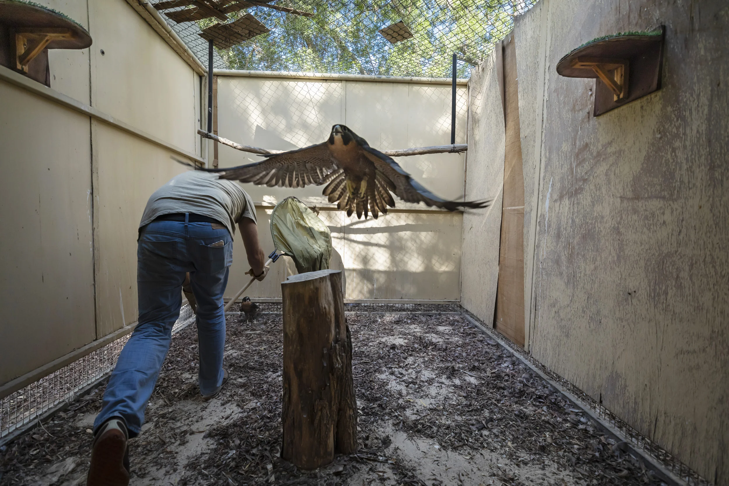 DUBAI, UAE, 18 OCTOBER 2018: Howard Waller, master falcon breeder for Dubai’s Sheik Butti Al Maktoum, captures falcons in their cages at the Sheiks palace in order to prepare them for transport to Scotland where his breeding facility is located. Howard and Sheik Butti carefuly work out successful breeding lines and which birds will be used for breeding and which will be used for hunting. Howard Waller is one of the world’s premier Falcon breeders. He is a Rhodesean by birth that was forced to flee the country when Mugabe came to power due to his military service. He moved to South Africa where he ran an adventure school and bred falcons in an amateur capacity. Through a contact in the Falconry world, he met Sheikh Butti, a senior member of the Royal family of Dubai and a prominent man in the UAE. Sheikh Butti is a falcon connoseur, a descendant of thousands of years of men who worked with falcons in the “sport of kings.” The Arab world is a place where Falconry has long been considered a sacred sport, the Sheikh was one of these believers. Sheik Butti was looking for someone who could work for him breeding elite falcons in Dubai and he decided to give Howard a chance. Working out of a small quarters on the Sheikh’s farm for two years on nothing but a handshake and a small compensation package, Howard’s diligence and superior knowledge soon yielded successes that had eluded the Sheikh under lesser breeders. This led to great confidence and a deepening relationship between these two men and when Howard felt that he could no longer make sufficient progress with the birds in the hot and limited climate of the Dubai, Sheikh Butti requested that Howard think of what would be an ideal set up for him to continue his breeding and research operation. After some time Howard chose a location in the highlands of Scotland, not far from Inverness. This location offered him a perfect combination of cold climate for the birds, a peaceful location in which to do his work
