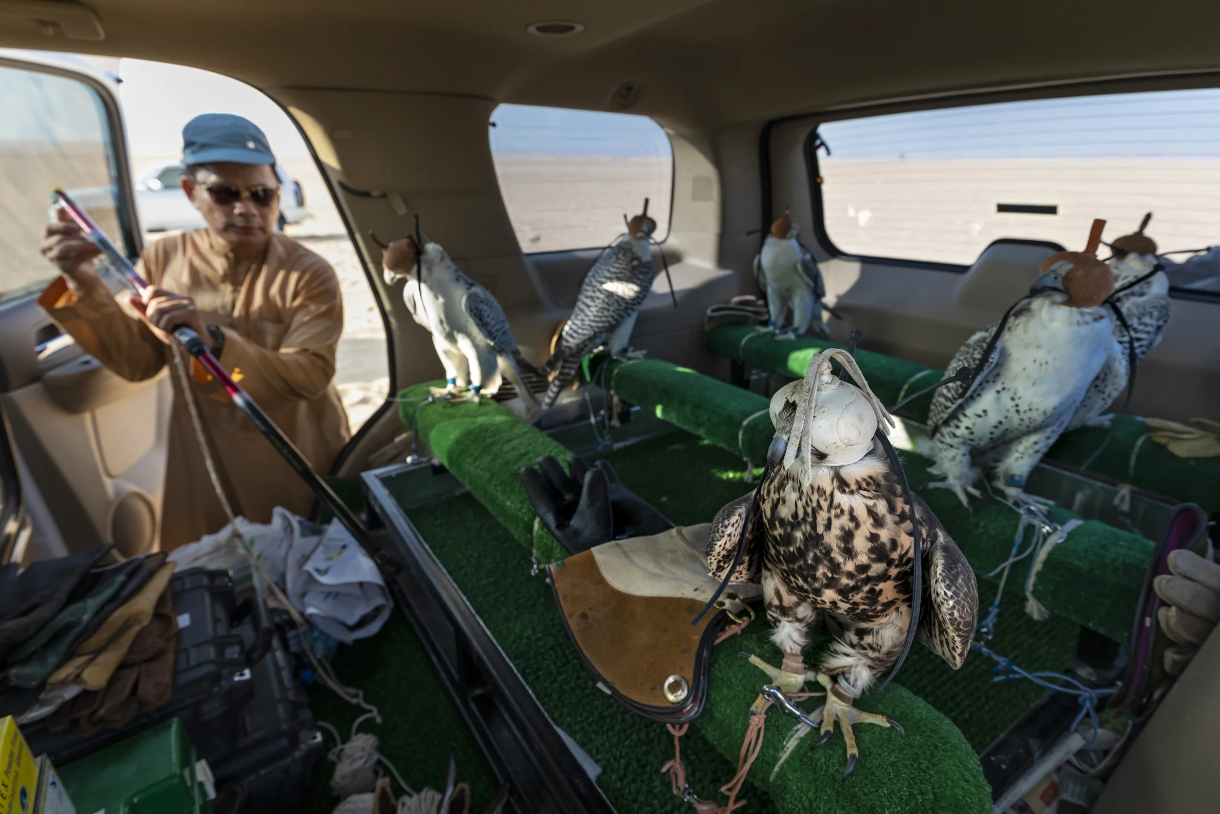 DUBAI, UAE, OCTOBER 16, 2018: Elite captive bred hybrid Gyr falcons sit inside specially designed 4x4 vehicles in the desert outside Dubai. Sheikh Butti Maktoum Bin Juma, a senior member of the Dubai Royal family, is training his falcons in the desert. The Sheikh begins before dawn during the season, using multiple techniques to train the falcons to peak condition for hunting. He is preparing them for a falcon hunt in Uzbekistan where he will hunt alongside other members of the Royal family in a tradition that goes back millennia in the Arab world. His son’s Maktoum and Rashid are talented falconers who share his passion for the hunt; they accompany the Sheikh in his training sessions. Training consists of multiple techniques where lures are used in multiple manifestations. Hand lures, lures on ropes, lures towed behind radio -controlled airplanes. Live prey is also used to accustom the birds to killing and build a blood lust. These are typically released and the falcons must hunt them out of the sky. Quails, ducks and finally, the prey of choice, Houbara Bustards, are used to train the falcons. All of these prey species are bred in the region and in the international hunting areas specifically for this purpose. In the UAE, where a huge amount of progress has occurred at an accelerated rate over the last 60 years, falconry is seen as a link back to the past and to the ancient culture of the Bedouin. Falcons were used for centuries for hunting food and the Arabs have a long association with falcons. Nowadays it is the sport of choice across the Arab world. Twenty years ago, most of the birds used were from wild capture, a fact that meant falcons were taken from the wild and subjected to long and dangerous journeys from as far away as Siberia and Mongolia. Many did not survive and those that did often arrived sick and in poor condition. Most of those falcons also came from colder climates and did not survive the heat of the desert region. These days, the vast majori