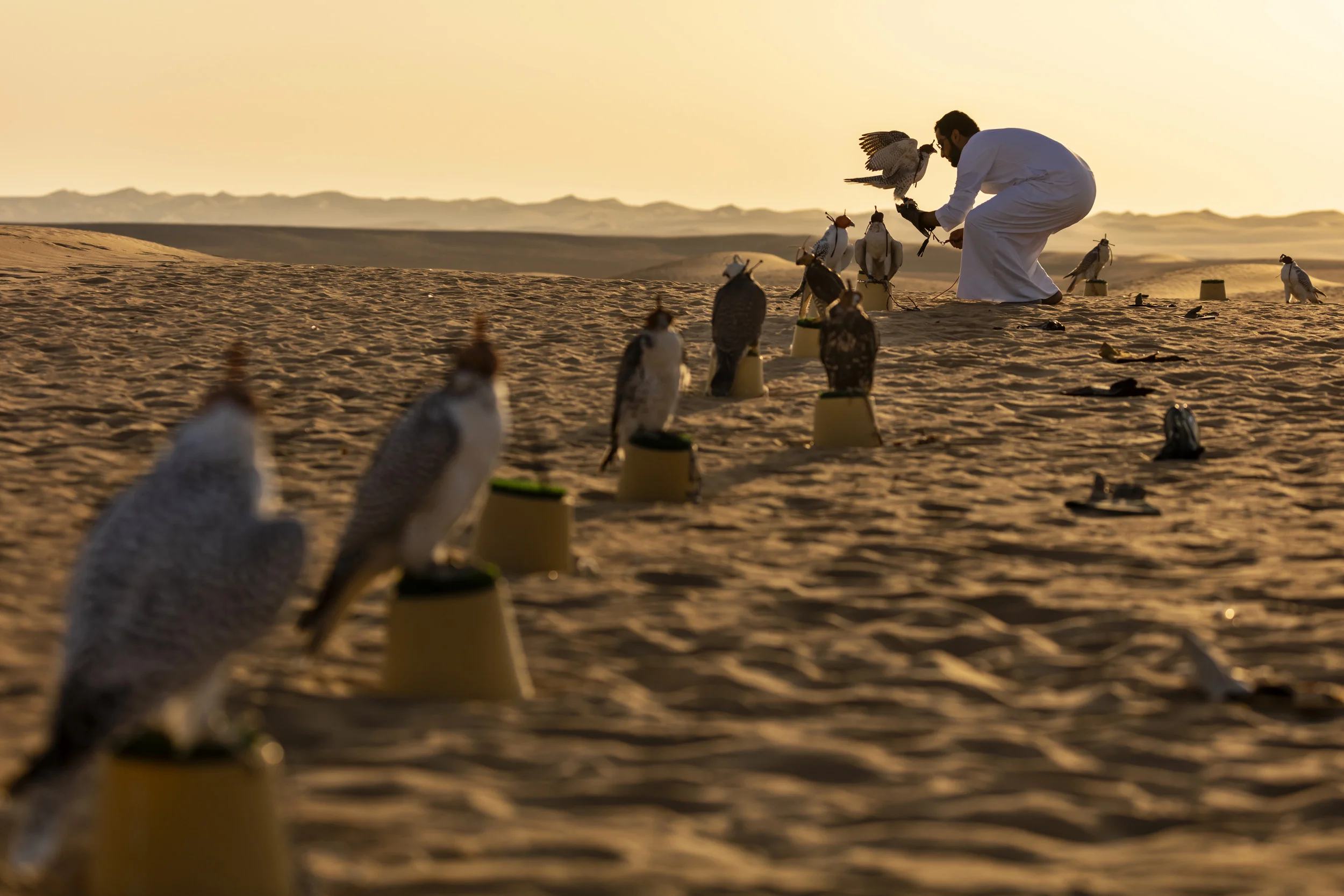 DUBAI, UAE, OCTOBER 12 2018: Maktoum Maktoum, the son of Sheikh Butti Maktoum Bin Juma, a senior member of the Dubai Royal family, is seen while he trains his falcons in the desert outside Dubai. Sheikh Butti Maktoum Bin Juma begins before dawn during the season, using multiple techniques to train the falcons to peak condition for hunting. He is preparing them for a falcon hunt in Uzbekistan where he will hunt alongside other members of the Royal family in a tradition that goes back millennia in the Arab world. His son’s Maktoum and Rashid are talented falconers who share his passion for the hunt; they accompany the Sheikh in his training sessions. Training consists of multiple techniques where lures are used in multiple manifestations. Hand lures, lures on ropes, lures towed behind radio -controlled airplanes. Live prey is also used to accustom the birds to killing and build a blood lust. These are typically released and the falcons must hunt them out of the sky. Quails, ducks and finally, the prey of choice, Houbara Bustards, are used to train the falcons. All of these prey species are bred in the region and in the international hunting areas specifically for this purpose. In the UAE, where a huge amount of progress has occurred at an accelerated rate over the last 60 years, falconry is seen as a link back to the past and to the ancient culture of the Bedouin. Falcons were used for centuries for hunting food and the Arabs have a long association with falcons. Nowadays it is the sport of choice across the Arab world. Twenty years ago, most of the birds used were from wild capture, a fact that meant falcons were taken from the wild and subjected to long and dangerous journeys from as far away as Siberia and Mongolia. Many did not survive and those that did often arrived sick and in poor condition. Most of those falcons also came from colder climates and did not survive the heat of the desert region. These days, the vast majority of falcons used in the UAE are cap