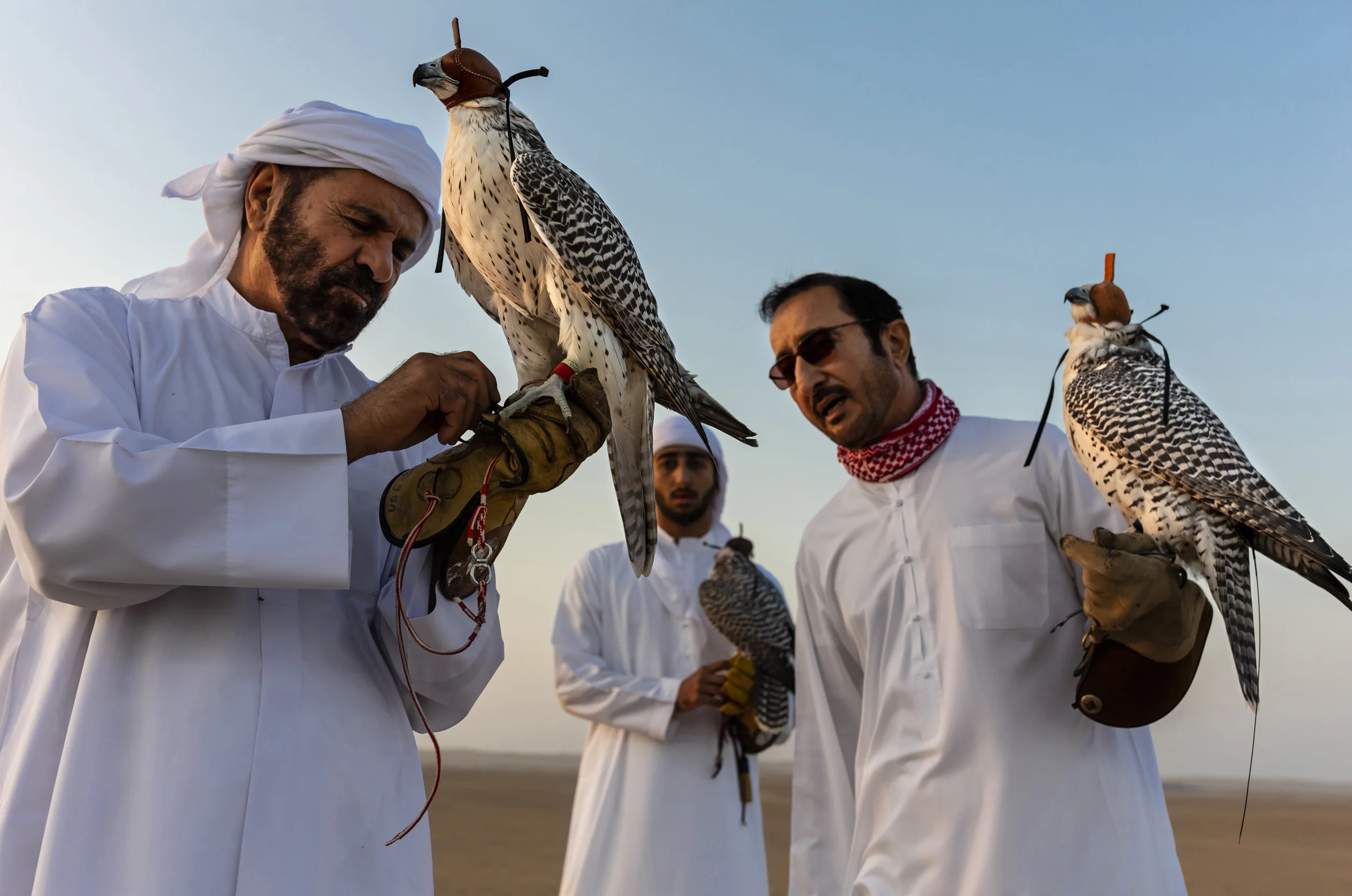 DUBAI, UAE, OCTOBER 18, 2018: Sheikh Butti Maktoum Bin Juma, a senior member of the Dubai Royal family, is seen with his sons and assistants while he trains his falcons in the desert outside Dubai. The Sheikh begins before dawn during the season, using multiple techniques to train the falcons to peak condition for hunting. He is preparing them for a falcon hunt in Uzbekistan where he will hunt alongside other members of the Royal family in a tradition that goes back millennia in the Arab world. His son’s Maktoum and Rashid are talented falconers who share his passion for the hunt; they accompany the Sheikh in his training sessions. Training consists of multiple techniques where lures are used in multiple manifestations. Hand lures, lures on ropes, lures towed behind radio -controlled airplanes. Live prey is also used to accustom the birds to killing and build a blood lust. These are typically released and the falcons must hunt them out of the sky. Quails, ducks and finally, the prey of choice, Houbara Bustards, are used to train the falcons. All of these prey species are bred in the region and in the international hunting areas specifically for this purpose. In the UAE, where a huge amount of progress has occurred at an accelerated rate over the last 60 years, falconry is seen as a link back to the past and to the ancient culture of the Bedouin. Falcons were used for centuries for hunting food and the Arabs have a long association with falcons. Nowadays it is the sport of choice across the Arab world. Twenty years ago, most of the birds used were from wild capture, a fact that meant falcons were taken from the wild and subjected to long and dangerous journeys from as far away as Siberia and Mongolia. Many did not survive and those that did often arrived sick and in poor condition. Most of those falcons also came from colder climates and did not survive the heat of the desert region. These days, the vast majority of falcons used in the UAE are captive bred birds. S