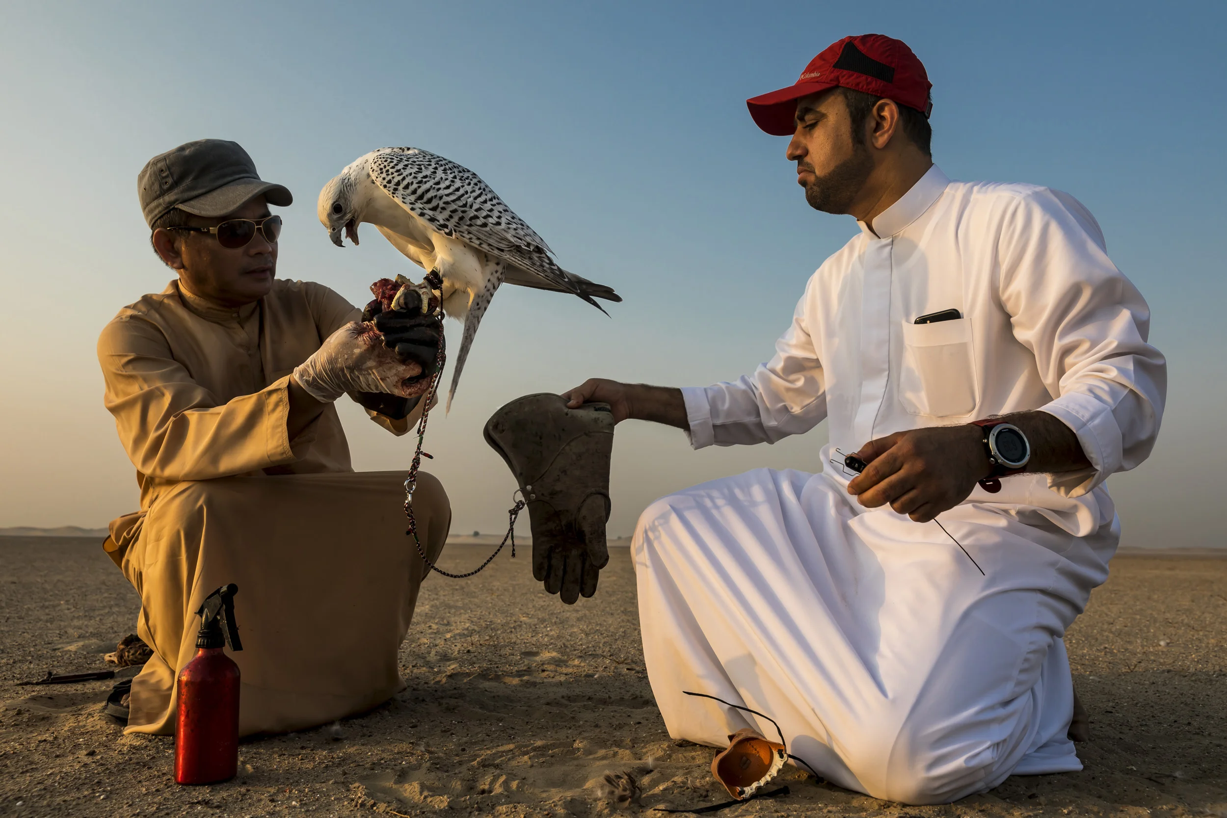 DUBAI, UAE, SEPTEMBER 17, 2017: Sheikh Butti Maktoum Bin Juma, a senior member of the Dubai Royal family, trains his falcons in the desert outside Dubai. The Sheikh begins before dawn during the season, using multiple techniques to train the falcons to peak condition for hunting. He is preparing them for a falcon hunt in Uzbekistan where he will hunt alongside other members of the Royal family in a tradition that goes back millennia in the Arab world. His son’s Maktoum and Rashid are talented falconers who share his passion for the hunt; they accompany the Sheikh in his training sessions. Training consists of multiple techniques where lures are used in multiple manifestations. Hand lures, lures on ropes, lures towed behind radio -controlled airplanes. Live prey is also used to accustom the birds to killing and build a blood lust. These are typically released and the falcons must hunt them out of the sky. Quails, ducks and finally, the prey of choice, Houbara Bustards, are used to train the falcons. All of these prey species are bred in the region and in the international hunting areas specifically for this purpose. In the UAE, where a huge amount of progress has occurred at an accelerated rate over the last 60 years, falconry is seen as a link back to the past and to the ancient culture of the Bedouin. Falcons were used for centuries for hunting food and the Arabs have a long association with falcons. Nowadays it is the sport of choice across the Arab world. Twenty years ago, most of the birds used were from wild capture, a fact that meant falcons were taken from the wild and subjected to long and dangerous journeys from as far away as Siberia and Mongolia. Many did not survive and those that did often arrived sick and in poor condition. Most of those falcons also came from colder climates and did not survive the heat of the desert region. These days, the vast majority of falcons used in the UAE are captive bred birds. Sheikh Butti is the first UAE falconer and li
