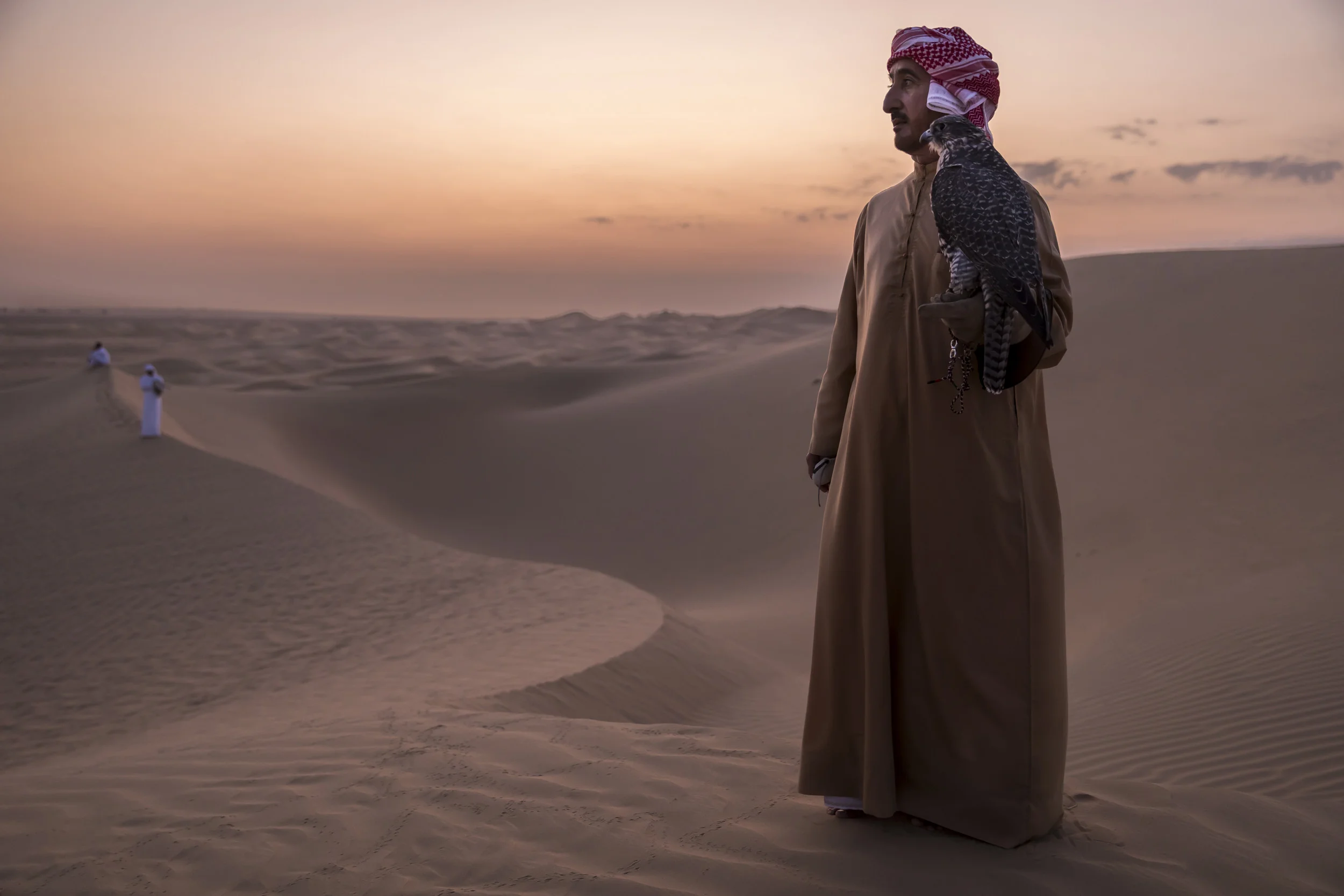 DUBAI, UAE, SEPTEMBER 20, 2017: Sheikh Butti Maktoum Bin Juma, a senior member of the Dubai Royal family, trains his falcons in the desert outside Dubai. The Sheikh begins before dawn during the season, using multiple techniques to train the falcons to peak condition for hunting. He is preparing them for a falcon hunt in Uzbekistan where he will hunt alongside other members of the Royal family in a tradition that goes back millennia in the Arab world. His son’s Maktoum and Rashid are talented falconers who share his passion for the hunt; they accompany the Sheikh in his training sessions. Training consists of multiple techniques where lures are used in multiple manifestations. Hand lures, lures on ropes, lures towed behind radio -controlled airplanes. Live prey is also used to accustom the birds to killing and build a blood lust. These are typically released and the falcons must hunt them out of the sky. Quails, ducks and finally, the prey of choice, Houbara Bustards, are used to train the falcons. All of these prey species are bred in the region and in the international hunting areas specifically for this purpose. In the UAE, where a huge amount of progress has occurred at an accelerated rate over the last 60 years, falconry is seen as a link back to the past and to the ancient culture of the Bedouin. Falcons were used for centuries for hunting food and the Arabs have a long association with falcons. Nowadays it is the sport of choice across the Arab world. Twenty years ago, most of the birds used were from wild capture, a fact that meant falcons were taken from the wild and subjected to long and dangerous journeys from as far away as Siberia and Mongolia. Many did not survive and those that did often arrived sick and in poor condition. Most of those falcons also came from colder climates and did not survive the heat of the desert region. These days, the vast majority of falcons used in the UAE are captive bred birds. Sheikh Butti is the first UAE falconer and li