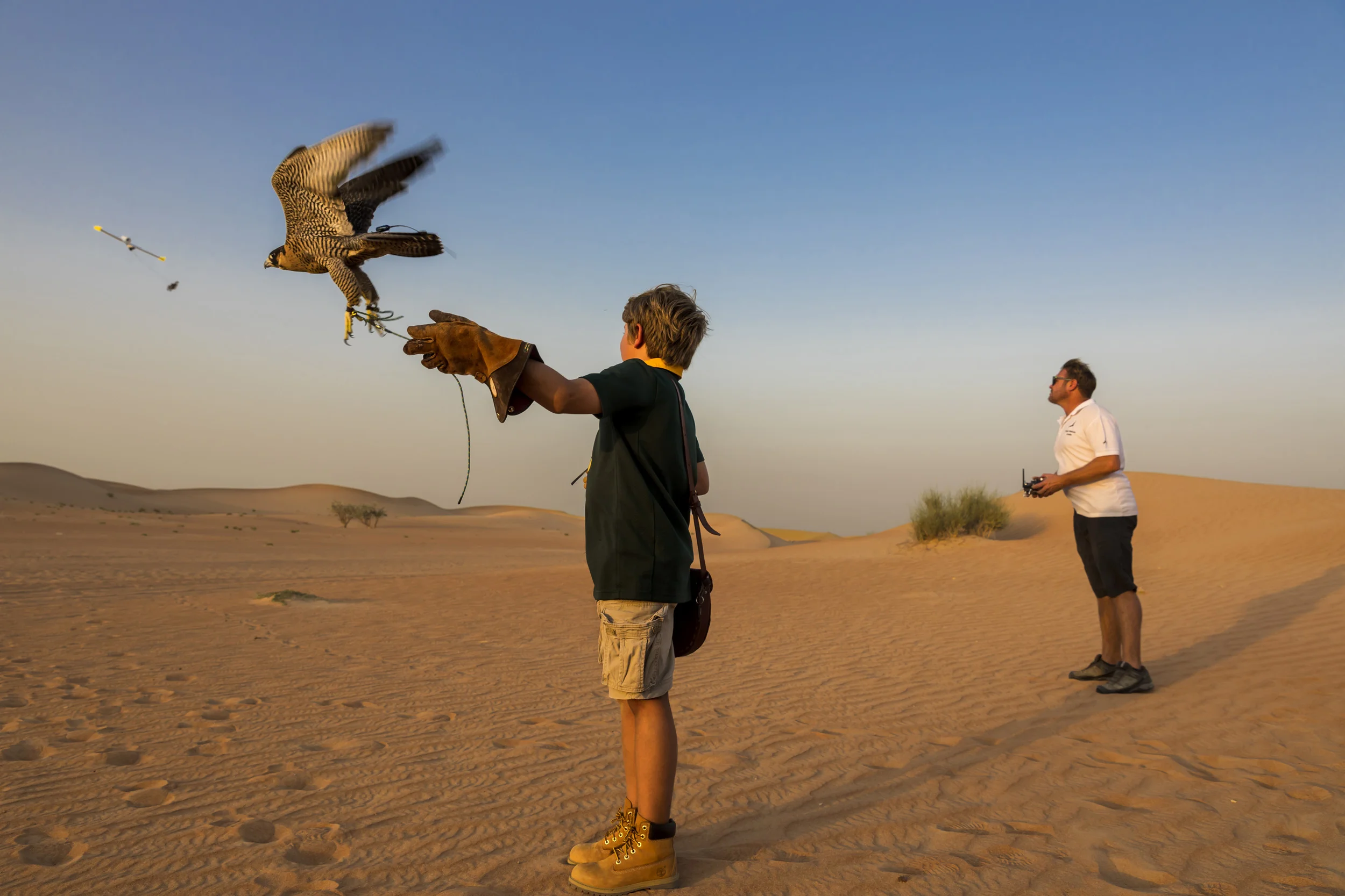 DUBAI, UAE, OCTOBER , 2017: Peter Bergh, co-owner of Royal Shaheen Falconry, trains a new falcon with his son Henry in the desert outside of Dubai. Peter is heavily involved in falconry for tourism in Dubai, showcasing cultural heritage in the region. He has also developed a radio-controlled aircraft that tows a lure for training falcons, he calls this the Bergh Wing and it is a far more radical design than any of the other current RC offerings. This allows him to more close imitate the movements of the prey species and also the falcons themselves. Peter developed the wing alongside a pilot from Belgium and it’s enclosed propeller and GPS auto guidance system is a cut above anything else currently on the market. Training consists of multiple techniques where lures are used in multiple manifestations. Hand lures, lures on ropes, lures towed behind radio -controlled airplanes. Live prey is also used to accustom the birds to killing and build a blood lust. These are typically released and the falcons must hunt them out of the sky. Quails, ducks and finally, the prey of choice, Houbara Bustards, are used to train the falcons. All of these prey species are bred in the region and in the international hunting areas specifically for this purpose. In the UAE, where a huge amount of progress has occurred at an accelerated rate over the last 60 years, falconry is seen as a link back to the past and to the ancient culture of the Bedouin. Falcons were used for centuries for hunting food and the Arabs have a long association with falcons. Nowadays it is the sport of choice across the Arab world. Twenty years ago, most of the birds used were from wild capture, a fact that meant falcons were taken from the wild and subjected to long and dangerous journeys from as far away as Siberia and Mongolia. Many did not survive and those that did often arrived sick and in poor condition. Most of those falcons also came from colder climates and did not survive the heat of the desert regio