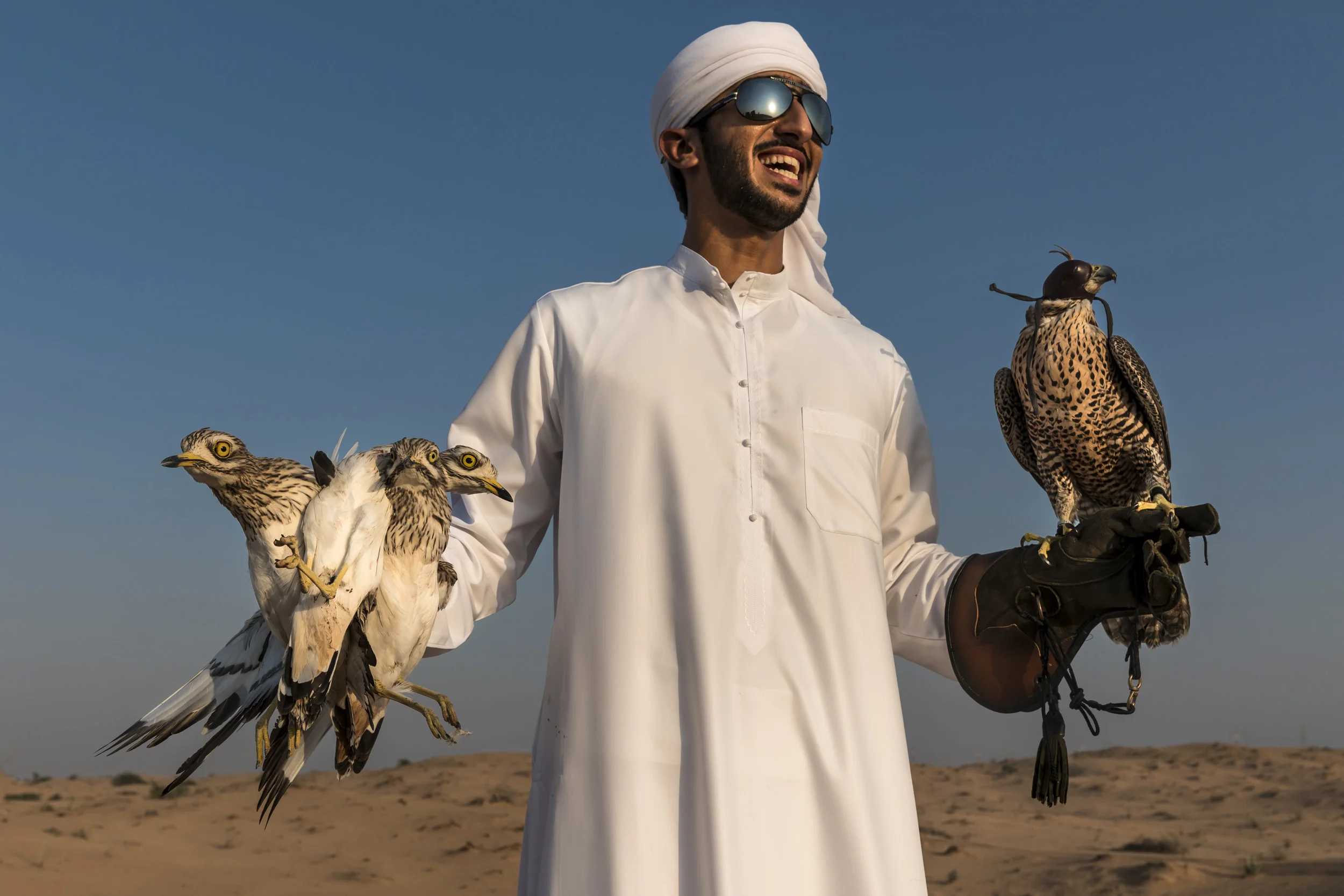 DUBAI, UAE, SEPTEMBER 17, 2017: Rashid and Maktoum Maktoum, the sons of Sheikh Butti Maktoum Bin Juma, a senior member of the Dubai Royal family, hunt Curlews with their falcons in the desert outside Sharjah. On this day, Rashid caught 3 Curlews with his newly trained falcons, something which pleased him a great deal.After the hunt, he used the captured Curlews to further train his falcons for the ultimate prey, the Houbara Bustard. The Sheikh, his father, begins falcon training before dawn during the season, using multiple techniques to train the falcons to peak condition for hunting. He is preparing them for a falcon hunt in Uzbekistan where he will hunt alongside other members of the Royal family in a tradition that goes back millennia in the Arab world. His son’s Maktoum and Rashid are talented falconers who share his passion for the hunt; they accompany the Sheikh in his training sessions. Training consists of multiple techniques where lures are used in multiple manifestations. Hand lures, lures on ropes, lures towed behind radio -controlled airplanes. Live prey is also used to accustom the birds to killing and build a blood lust. These are typically released and the falcons must hunt them out of the sky. Quails, ducks and finally, the prey of choice, Houbara Bustards, are used to train the falcons. All of these prey species are bred in the region and in the international hunting areas specifically for this purpose. In the UAE, where a huge amount of progress has occurred at an accelerated rate over the last 60 years, falconry is seen as a link back to the past and to the ancient culture of the Bedouin. Falcons were used for centuries for hunting food and the Arabs have a long association with falcons. Nowadays it is the sport of choice across the Arab world. Twenty years ago, most of the birds used were from wild capture, a fact that meant falcons were taken from the wild and subjected to long and dangerous journeys from as far away as Siberia and Mongolia.