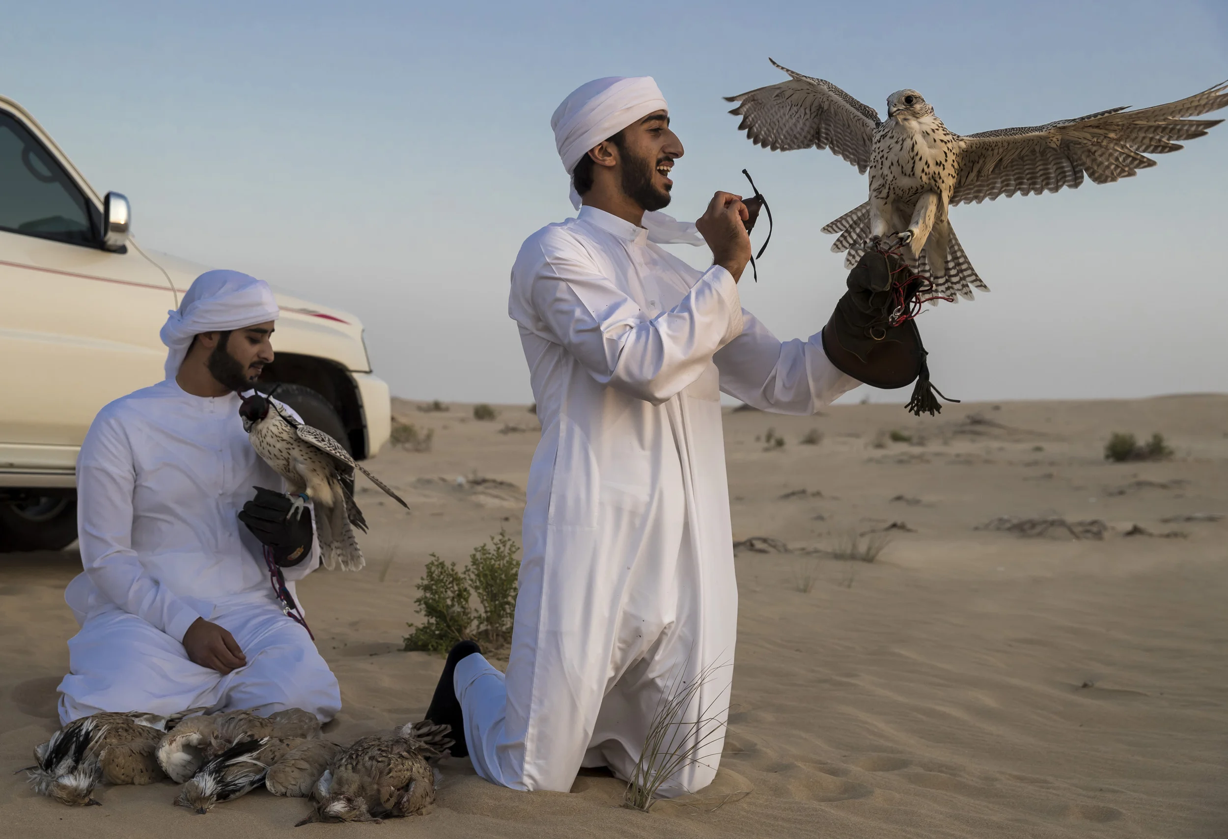 ABU DHABI, UAE, 2 DECEMBER 2017: A falcon hunting camp in the desert outside Abu Dhabi, UAE. This camp uses captive bred Houbara Bustards, the preferred prey species of Arab Falconers across the region. Rashid and Maktoum Al Maktoum, two young sheiks from the Dubai Royal family, are seen hunting with their Gyr and Saker falcons. In the UAE, where a huge amount of progress has occurred at an accelerated rate over the last 60 years, falconry is seen as a link back to the past and to the ancient culture of the Bedouin. Falcons were used for centuries for hunting food and the Arabs have a long association with falcons. Nowadays it is the sport of choice across the Arab world. Twenty years ago, most of the birds used were from wild capture, a fact that meant falcons were taken from the wild and subjected to long and dangerous journeys from as far away as Siberia and Mongolia. Many did not survive and those that did often arrived sick and in poor condition. Most of those falcons also came from colder climates and did not survive the heat of the desert region. These days, the vast majority of falcons used in the UAE are captive bred birds. Sheikh Butti is the first UAE falconer and likely the first Arab to ever train and hunt with a captive bred bird, a Gyr falcon that became famous across the region twenty years ago. He altered perception about what was possible with captive breeding and the performance of his falcons helped to win the argument for the superiority of captive-bred hybrids and purebred falcons. There has been a careful refining of genetics by master breeders like Howard Waller who have created a whole new class of falcons that have become the birds of choice in the Emirates. They are housed in special air-conditioned facilities where they can resist the high temperatures of the desert. Most training for hunts and racing is done in the very early morning, when temperatures are low and the birds won’t suffer heat exhaustion. The birds travel in air-conditio