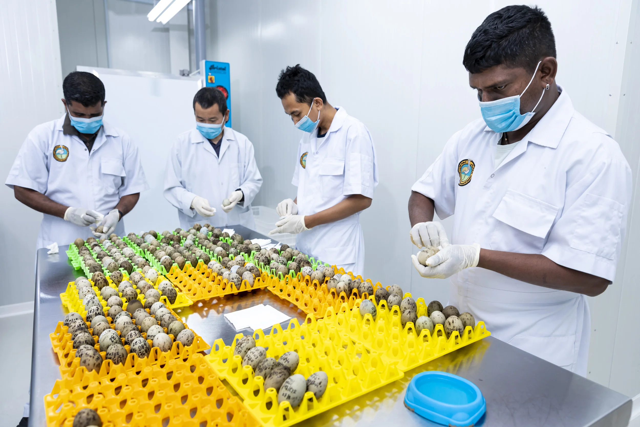 BERGA SOKUR RESERVE, WESTERN ABU DHABI, MARCH 27, 2018: Houbara Bustard egg selection and maintenance inside the International Fund for Houbara Conservations National Avian Research Centre in Abu Dhabi. These birds are specially bred to replenish depleted wild populations and are the primary prey species for falconers from the Middle East. The idea is to create a sustainable population for future falcon hunts. The birds are released as juveniles, coming off a special diet that weens them for their new environments. The following is how the National Avian Research centre in Sweihan, Abu Dhabi, describes its role:
“ National Avian Research Centre - Sweihan
The Center located in Sweihan, Abu Dhabi, was established in 1989 as the first center specialized in breeding and conducting research related to the Asian Houbarabustard.
In 1996, the center produced its first Asian captive bred Houbara chick among fifteen breeds that were produced during the year. The year 2004 witnessed the release of five Houbara bustards casting the first batch of captive bred Houbara released in the wild in the United Arab Emirates. The releasing of captive bred Houbara continues every year in different locations within the country. In 2007, the first case of hatching four chicks from female captive bred Houbara was observed in three wild nests.
Researchers at the International Fund for Houbara Conservation are studying the movements of birds carrying tracking devices throughout their range countries in the Middle East and Central Asia. The National Avian Research Centre has become the leading center of Asian Houbara research with advanced programs of observation and studying the physiological, genetic and behavioral characteristics of the Asian Houbara. The Center pays great attention to its program of releasing Asian captive bred Houbara within the UAE.
We, at the International Fund for Houbara Conservation, recognize that our efforts alone are not sufficient to achieve our long-term s
