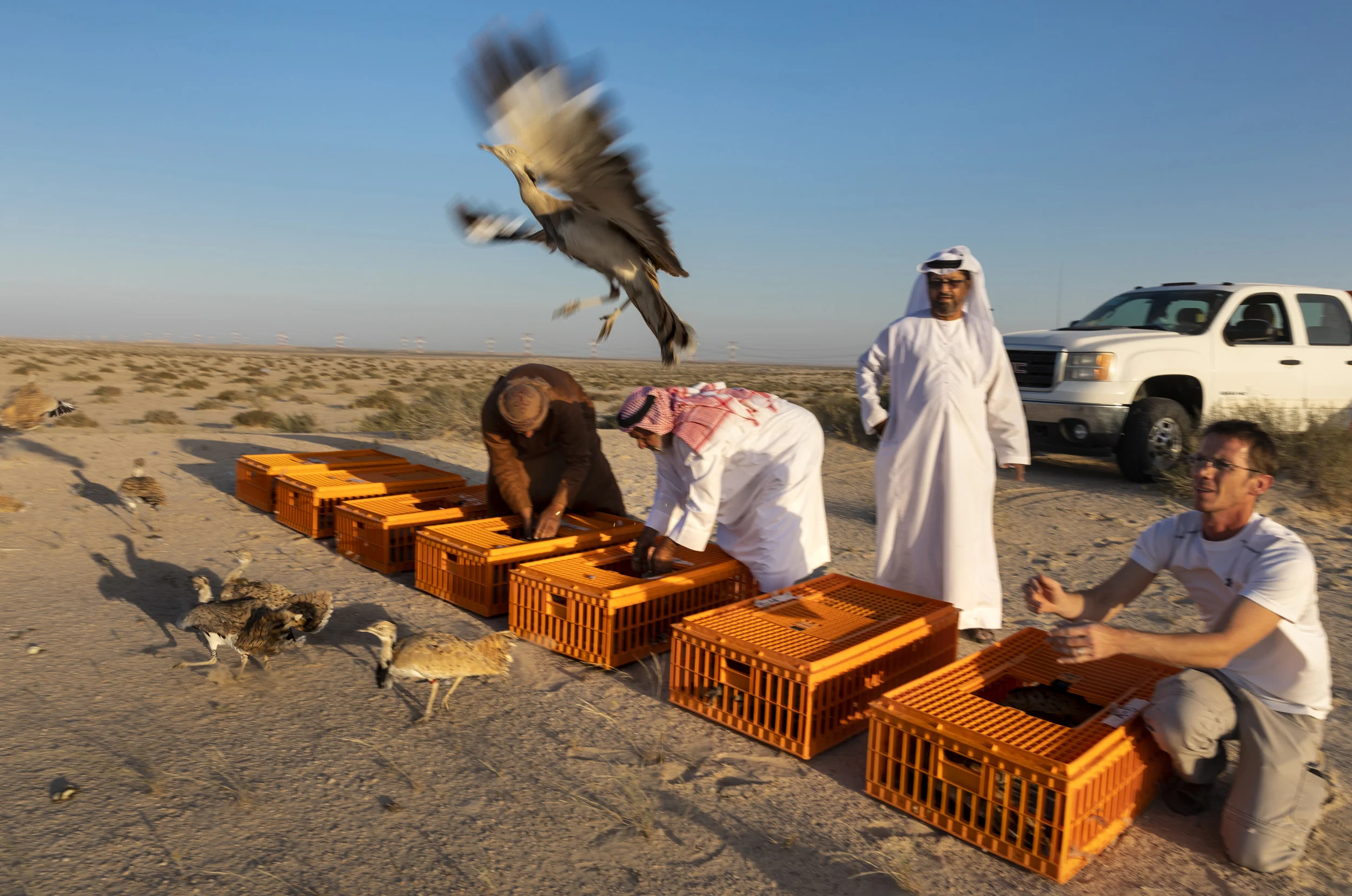 BERGA SOKUR RESERVE, WESTERN ABU DHABI, MARCH 27, 2018: Images from the International Fund for Houbara Conservations National Avian Research Centre in Abu Dhabi. On this occasion over 200 captive bred Houbara Bustard’s were selected from breeding pens and released into the Berga Sokur reserve in the deserts of Abu Dhabi. These birds are specially bred to replenish depleted wild populations and are the primary prey species for falconers from the Middle East. The idea is to create a sustainable population for future falcon hunts. The birds are released as juveniles, coming off a special diet that weens them for their new environments. The following is how the National Avian Research centre in Sweihan, Abu Dhabi, describes its role:
“ National Avian Research Centre - Sweihan
The Center located in Sweihan, Abu Dhabi, was established in 1989 as the first center specialized in breeding and conducting research related to the Asian Houbarabustard.
In 1996, the center produced its first Asian captive bred Houbara chick among fifteen breeds that were produced during the year. The year 2004 witnessed the release of five Houbara bustards casting the first batch of captive bred Houbara released in the wild in the United Arab Emirates. The releasing of captive bred Houbara continues every year in different locations within the country. In 2007, the first case of hatching four chicks from female captive bred Houbara was observed in three wild nests.
Researchers at the International Fund for Houbara Conservation are studying the movements of birds carrying tracking devices throughout their range countries in the Middle East and Central Asia. The National Avian Research Centre has become the leading center of Asian Houbara research with advanced programs of observation and studying the physiological, genetic and behavioral characteristics of the Asian Houbara. The Center pays great attention to its program of releasing Asian captive bred Houbara within the UAE.
We, at the