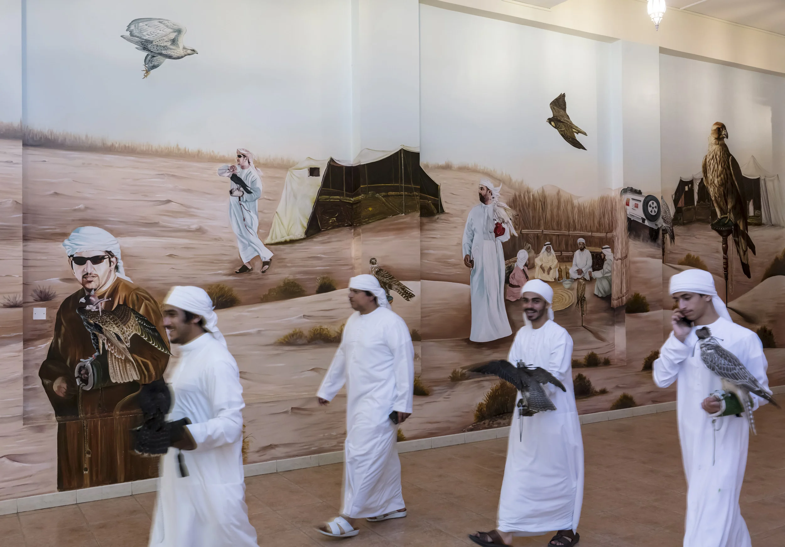 DUBAI, UAE, SEPTEMBER 23, 2017: Emirati falconers walk past a mural depicting traditional Bedouin life in the desert with falcons. Nowadays it is the sport of choice across the Arab world. Twenty years ago, most of the birds used were from wild capture, a fact that meant falcons were taken from the wild and subjected to long and dangerous journeys from as far away as Siberia and Mongolia. Many did not survive and those that did often arrived sick and in poor condition. Most of those falcons also came from colder climates and did not survive the heat of the desert region. These days, the vast majority of falcons used in the UAE are captive bred birds. Sheikh Butti is the first UAE falconer and likely the first Arab to ever train and hunt with a captive bred bird, a Gyr falcon that became famous across the region twenty years ago. He altered perception about what was possible with captive breeding and the performance of his falcons helped to win the argument for the superiority of captive-bred hybrids and purebred falcons. There has been a careful refining of genetics by master breeders like Howard Waller who have created a whole new class of falcons that have become the birds of choice in the Emirates. They are housed in special air-conditioned facilities where they can resist the high temperatures of the desert. Most training for hunts and racing is done in the very early morning, when temperatures are low and the birds won’t suffer heat exhaustion. The birds travel in air-conditioned vehicles with special perches to and from the training grounds. The higher echelons of the UAE falconers literally spend millions of dollars on housing, training and caring for their falcons. There are a number of falcon hospitals across the UAE that cater exclusively to the welfare of these birds. Expert international veterinarians staff these hospitals and birds are cared for at the same level as people. Falcons were severely threatened 50 years ago by the advent of chemicals like