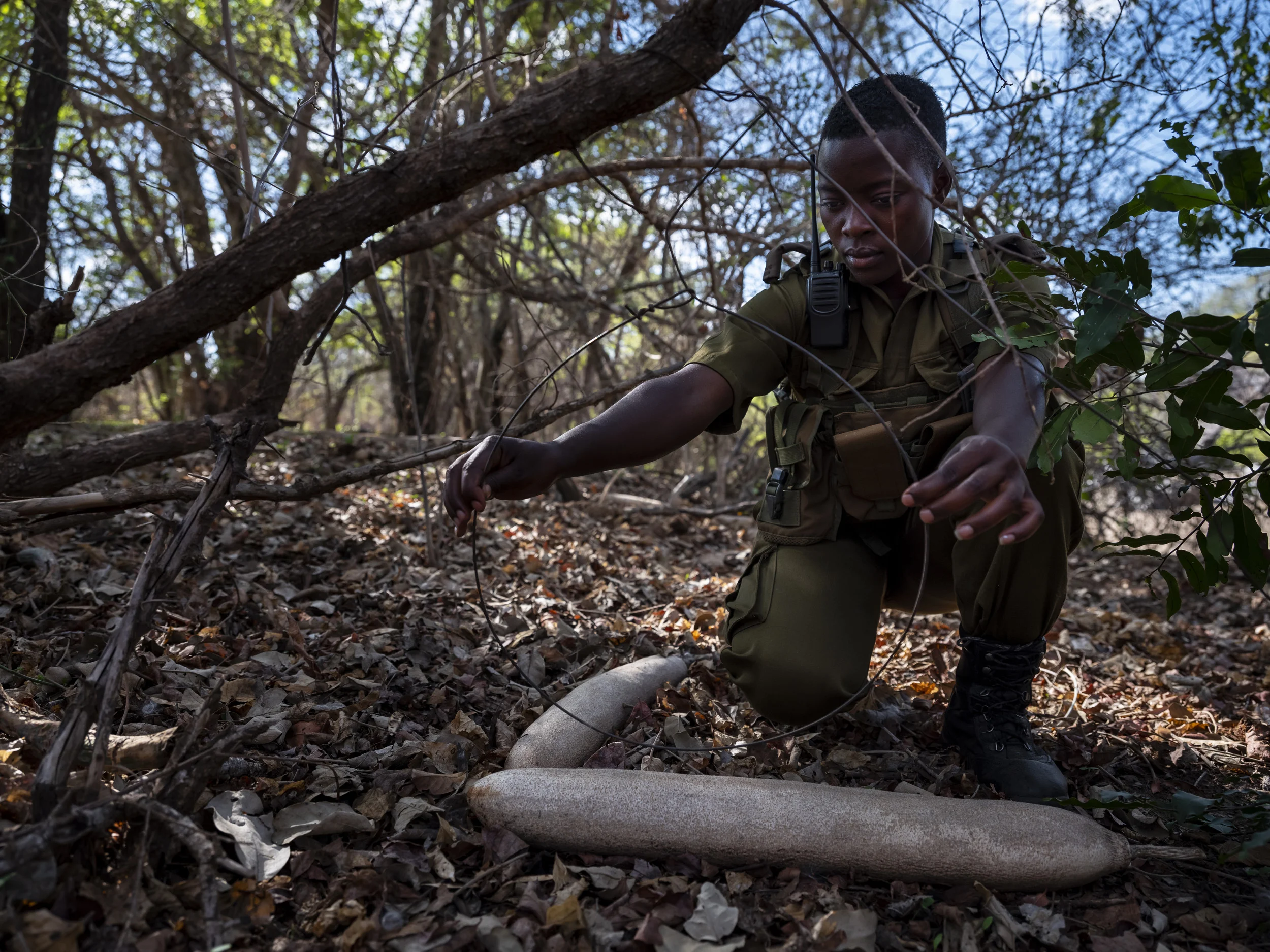 PHUNDUNDU WILDLIFE AREA, ZIMBABWE, DECEMBER 2018: An Akashinga patrol member discovers and dismantles animal snares in the wilderness they protect in Phundundu. This patrol is in the bush for 5 days at a time. They are part of an all female conservation ranger force known as “Akashinga” Akashinga (meaning the ‘Brave Ones’) is a community-driven conservation model, empowering disadvantaged women to restore and manage a network of wilderness areas as an alternative to trophy hunting in Zimbabwe. Predominately male forces are often hampered by ongoing corruption, nepotism, drunkenness, aggressiveness towards local communities and a sense of entitlement. The International Anti-Poaching Foundation, led by former Australian Special Forces soldier Damien Mander, was created as a direct action conservation organization used as a surgical instrument in targeting wildlife crime. In 2017 they decided to innovate, using an all- female team to manage an entire nature reserve in Zimbabwe. The program builds an alternative approach to the militarized paradigm of ‘fortress conservation’ that defends colonial boundaries between nature and humans. While still trained to deal with any situation they may face, the team has a community-driven interpersonal focus, working with rather than against the local population for the long-term benefits of their own communities and nature.