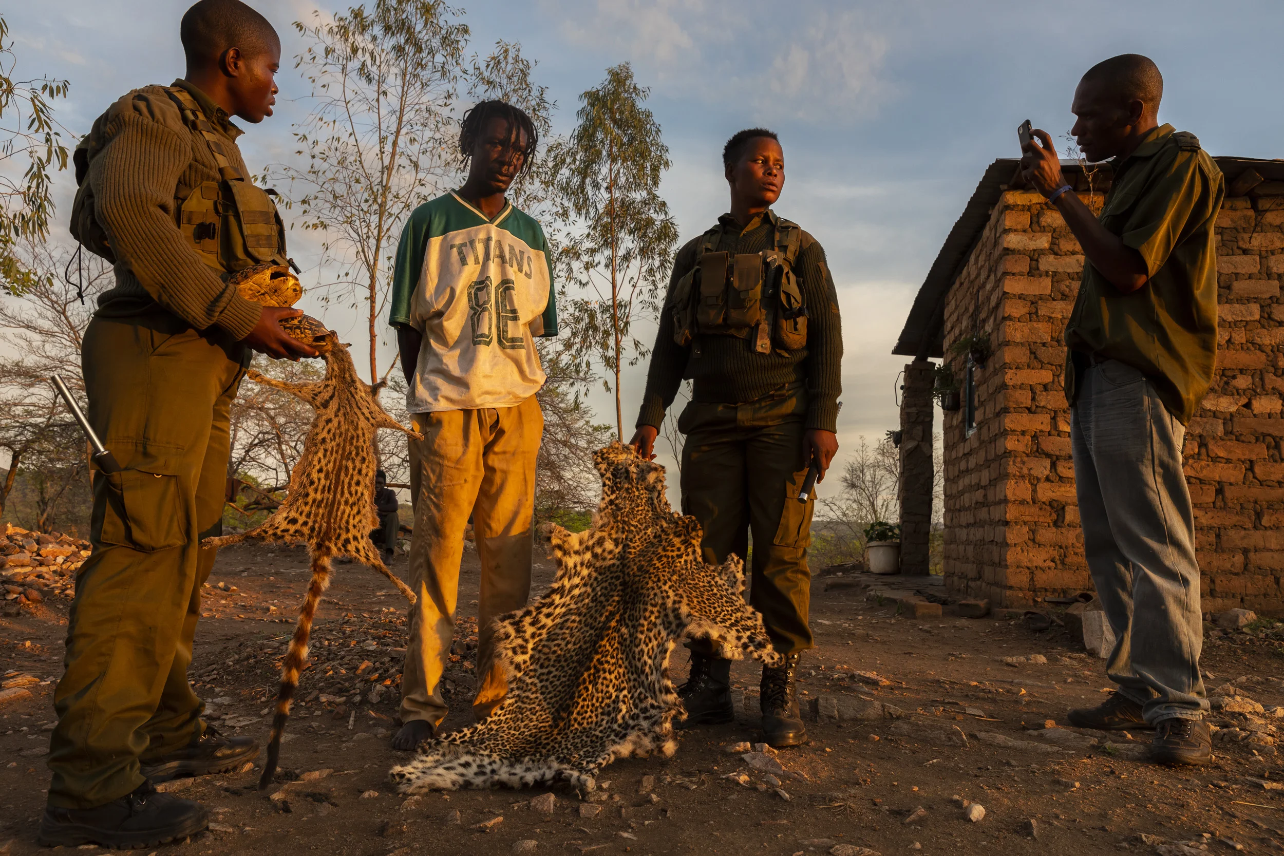MAKUTI, ZIMBABWE, DECEMBER 2018: Members of the all- female conservation ranger force known as “Akashinga” arrest a notorious wildlife poacher after discovering leopard skins and other animals parts in his home. They are seen taking video testimony for court proceedings, it is likely this man will receive a minimum five years in prison. Intelligence for the operation was gathered through the Akashinga community intelligence networks and M.A.P.P, an anti-poaching group that works hand in hand with these female rangers. Akashinga (meaning the ‘Brave Ones’ in local dialect) is a community-driven conservation model, empowering disadvantaged women to restore and manage a network of wilderness areas as an alternative to trophy hunting in Zimbabwe. Predominately male forces are hampered by ongoing corruption, nepotism, drunkenness, aggressiveness towards local communities and a sense of entitlement. The I.A.P.F, the International Anti-Poaching Foundation led by former Australian Special Forces soldier Damien Mander, was created as a direct action conservation organisation to be used as a surgical instrument in targeting wildlife crime. In 2017 they decided to innovate, using an all- female team to manage an entire nature reserve in Zimbabwe. The program builds an alternative approach to the militarized paradigm of ‘fortress conservation’ which defends colonial boundaries between nature and humans. While still trained to deal with any situation they may face, the team has a community-driven interpersonal focus, working with rather than against the local population for the long-term benefits of their own communities and nature.