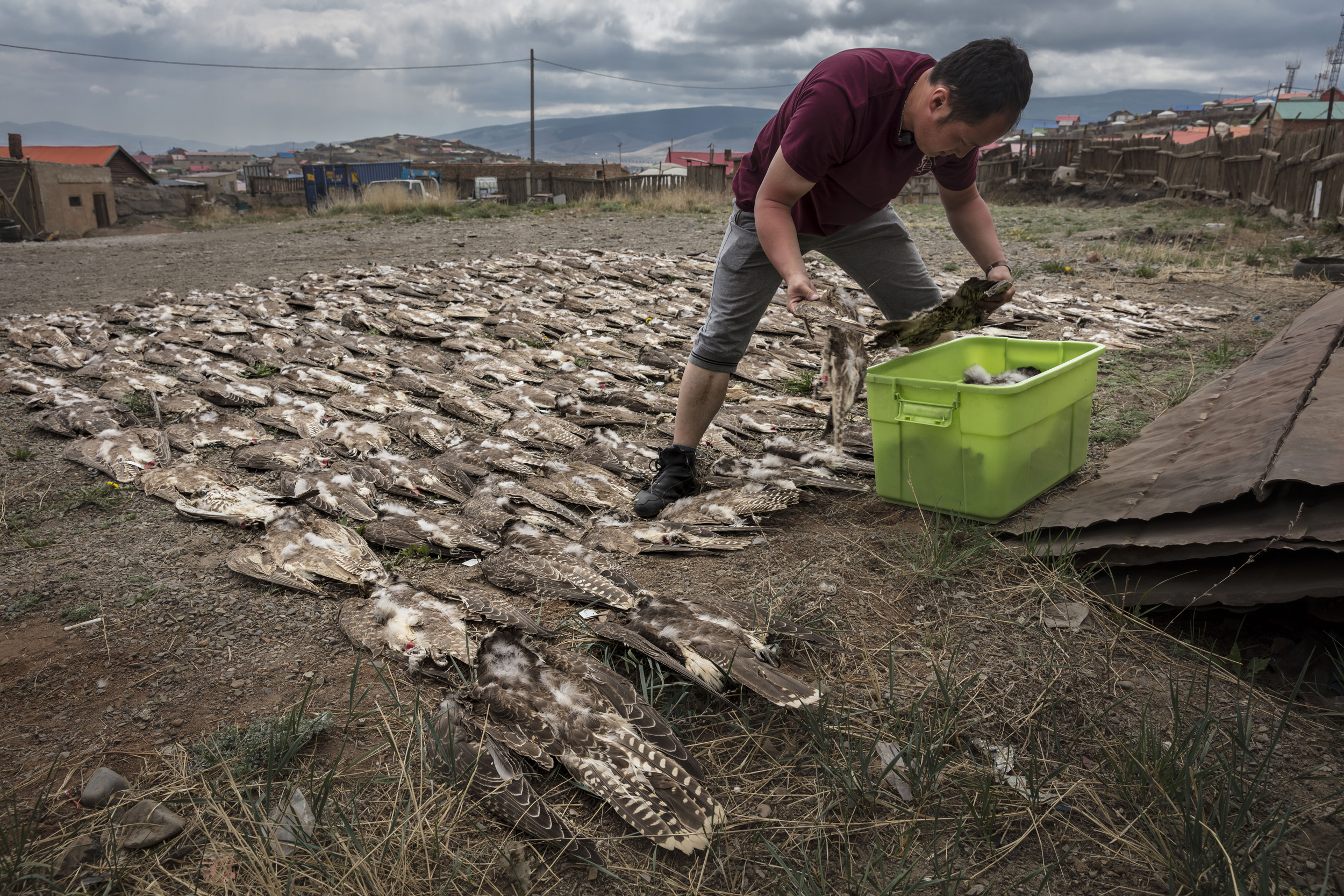 ULAANBAATAR, MONGOLIA, 27 MAY 2017: An image of over 280 Saker falcons electrocuted on powerlines covering only a small 55 kilometer study area. These falcons were collected in a study conducted over one year by Mongolia's Wildlife Science and Conse