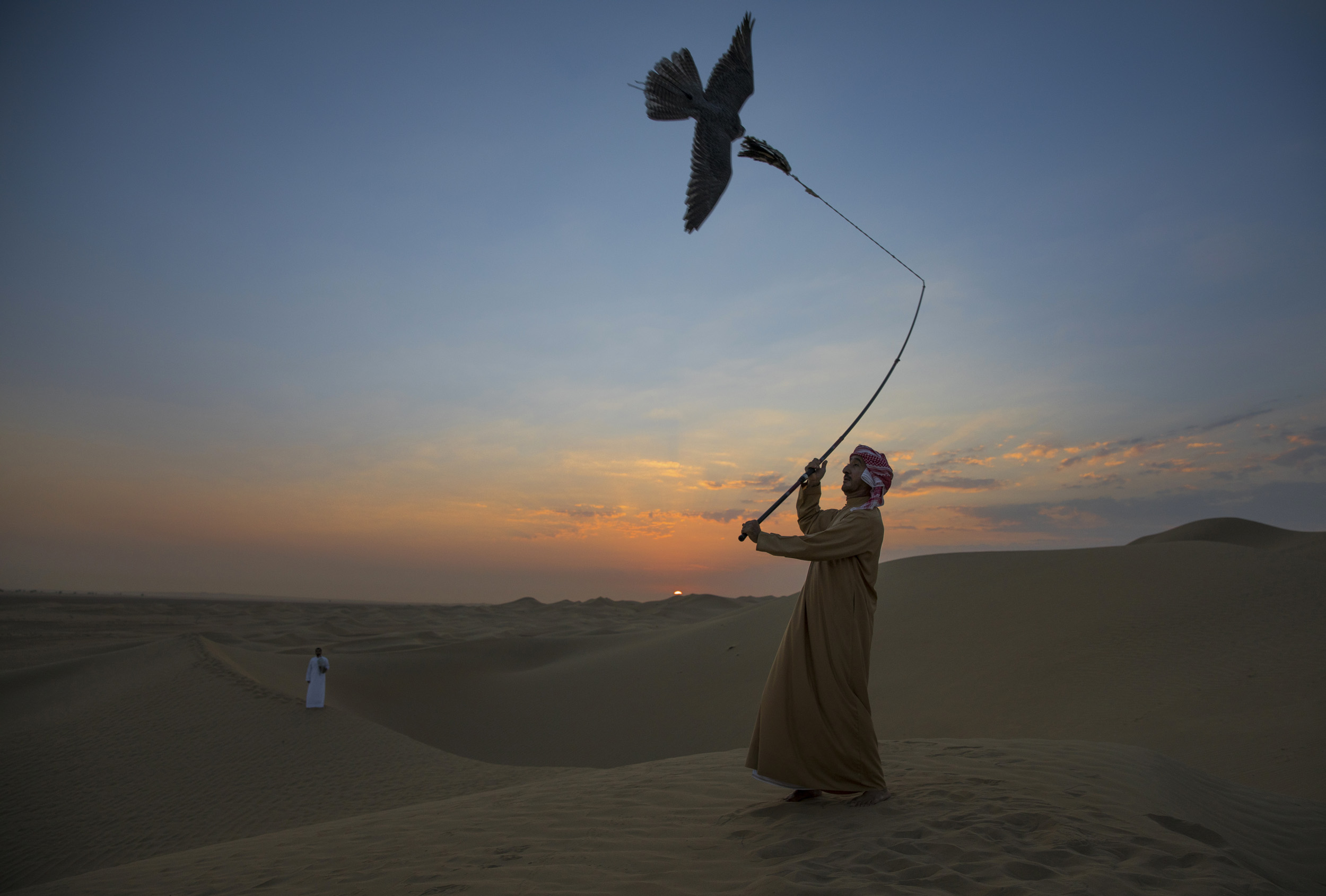 DUBAI, UAE, SEPTEMBER 20, 2017: Sheikh Butti Maktoum Bin Juma, a senior member of the Dubai Royal family, trains his falcons in the desert outside Dubai. The Sheikh begins before dawn during the season, using multiple techniques to train the falcons