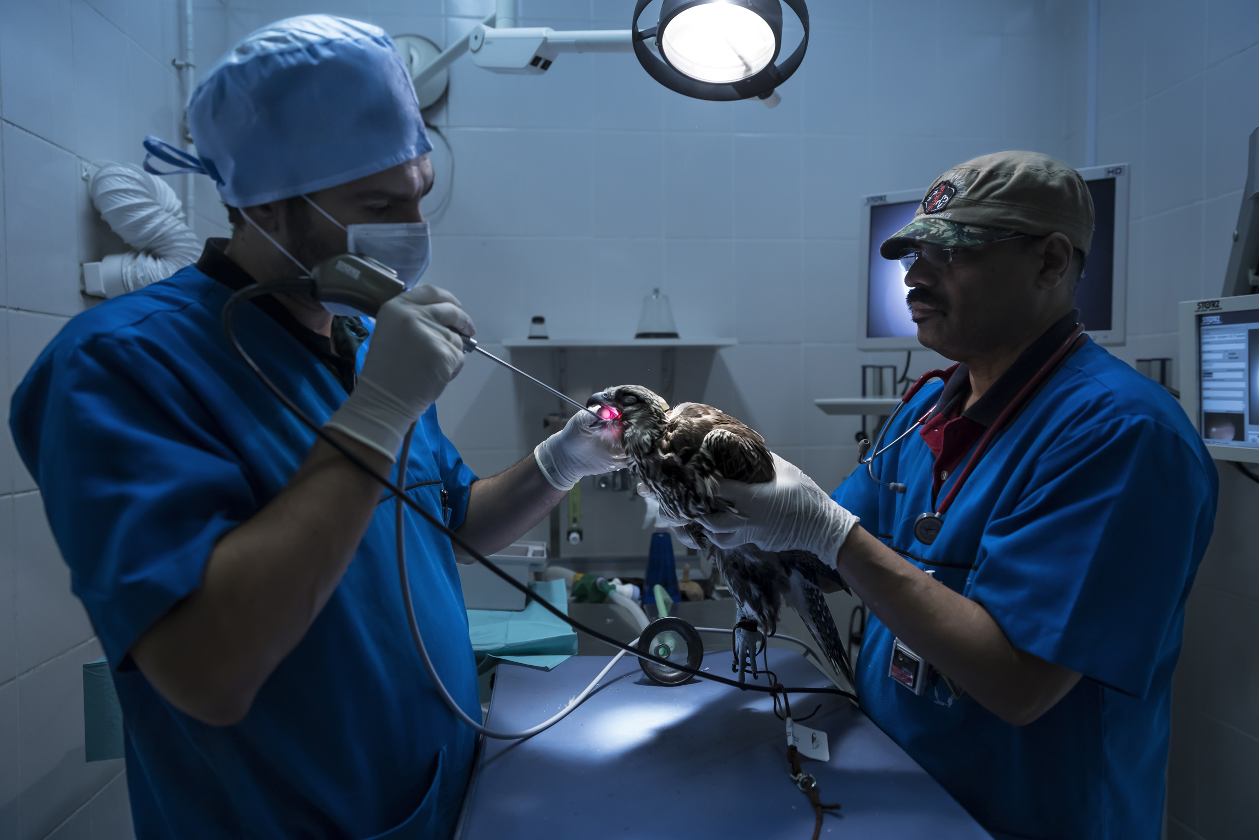 DUBAI, UAE, OCTOBER , 2017: Scenes from Dubai Falcon Hospital, the private facility of Sheikh Hamdan bin Rashid Al Maktoum, the deputy ruler of Dubai. This is the oldest falcon hospital in the world and is used by Sheikh Hamdan and his family and as