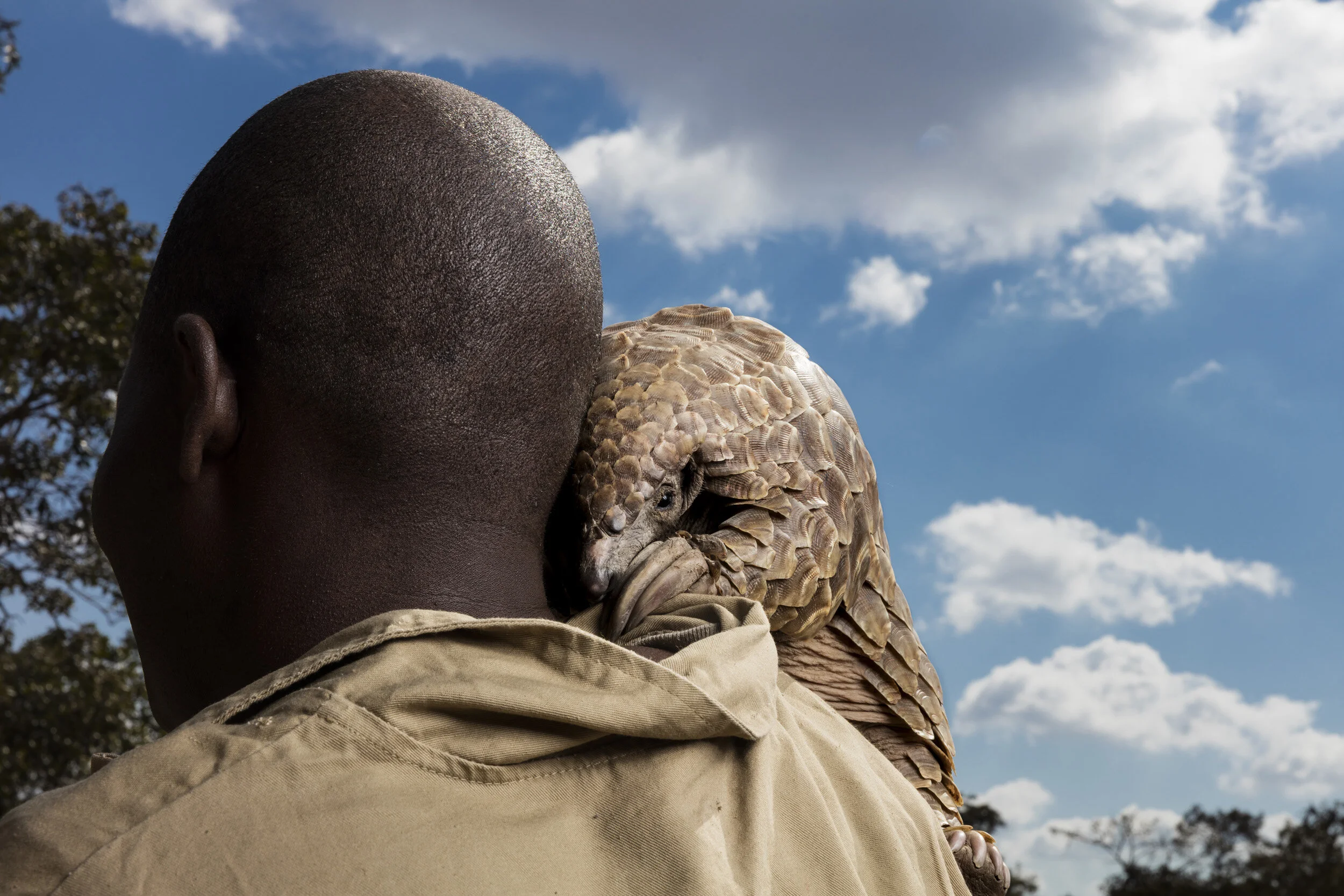 HARARE, ZIMBABWE, 24 JUNE 2018: Pangolin caregivers at an anonymous farm care for rescued pangolins, helping them to find ants and termites to eat and keeping them safe from predators and poachers. The Tiki Hywood trust undertakes public awareness campaigns on Pangolins, trains law enforcement and judiciary personnel, conducts research, and rehabilitates pangolins that have been confiscated from the illegal trade. They are based in Zimbabwe but operate with partners across Africa and advise in Asia. Founder Lisa Hywood is seen as a global expert on how to care for Pangolins in captivity. The trust also engages with other organisations and governments throughout Africa to highlight the plight of pangolins, raising awareness of their conservation status and educating them as to the need for conserving pangolins, as well as implementing conservation actions. Many of their activities are not covered by research grants and they rely on sponsors and donations to continue their work. Donations are used to train law enforcement and judiciary personnel, rehabilitate confiscated pangolins, raise public awareness and further engage with African role-players to increase the conservation status of pangolins across Africa.The Pangolin is a solitary, primarily nocturnal animal, they are easily recognized by their full armour of large, plate-like scales. A startled pangolin will cover its head with its front legs, exposing its scales to any potential predator. If touched or grabbed it will roll up completely into a ball, while the sharp scales on the tail can be used to lash out.Pangolins are also mammals just like humans, giving birth to live offspring and feeding them milk. The Pangolin uses its powerful front claws to dig open termite mounds and uses its long sticky tong to catch ants and termites which it feeds on, although they supplement this diet with other invertebrates. There are eight species of pangolins in the world, four of these are found on the African continent, na