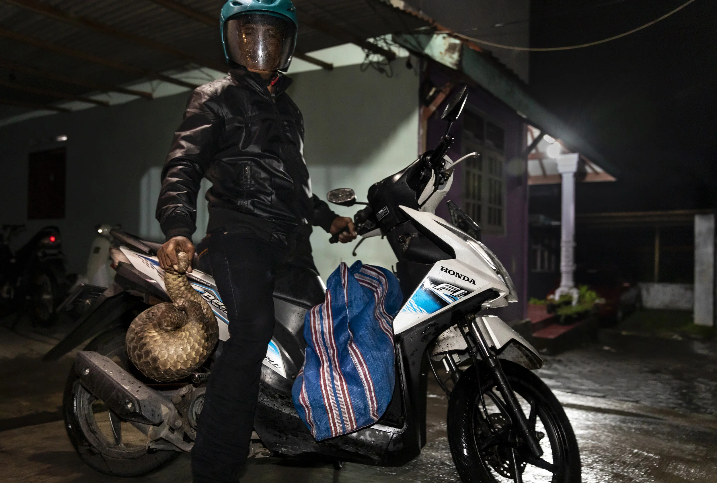 LUMAJAN, BORNEO, 31 DECEMBER 2018: Bawr, a hunter from the Sentul Village region, approximately 3 hours east of the city of Surabaya, holds a pangolin he has brought to the city to sell to a middleman. The pangolin will either be cosumed in Surabaya and its scales used for traditional medicine or it will be trafficked into Vietnam, Laos or China where it will be worth far more. Bawr says he will bring in pangolin at least twice a week. This is illegal and pangolins are listed as Appendix 1 endangered by CITES. (Photo by Brent Stirton/Getty Images for National Geographic Magazine.)
