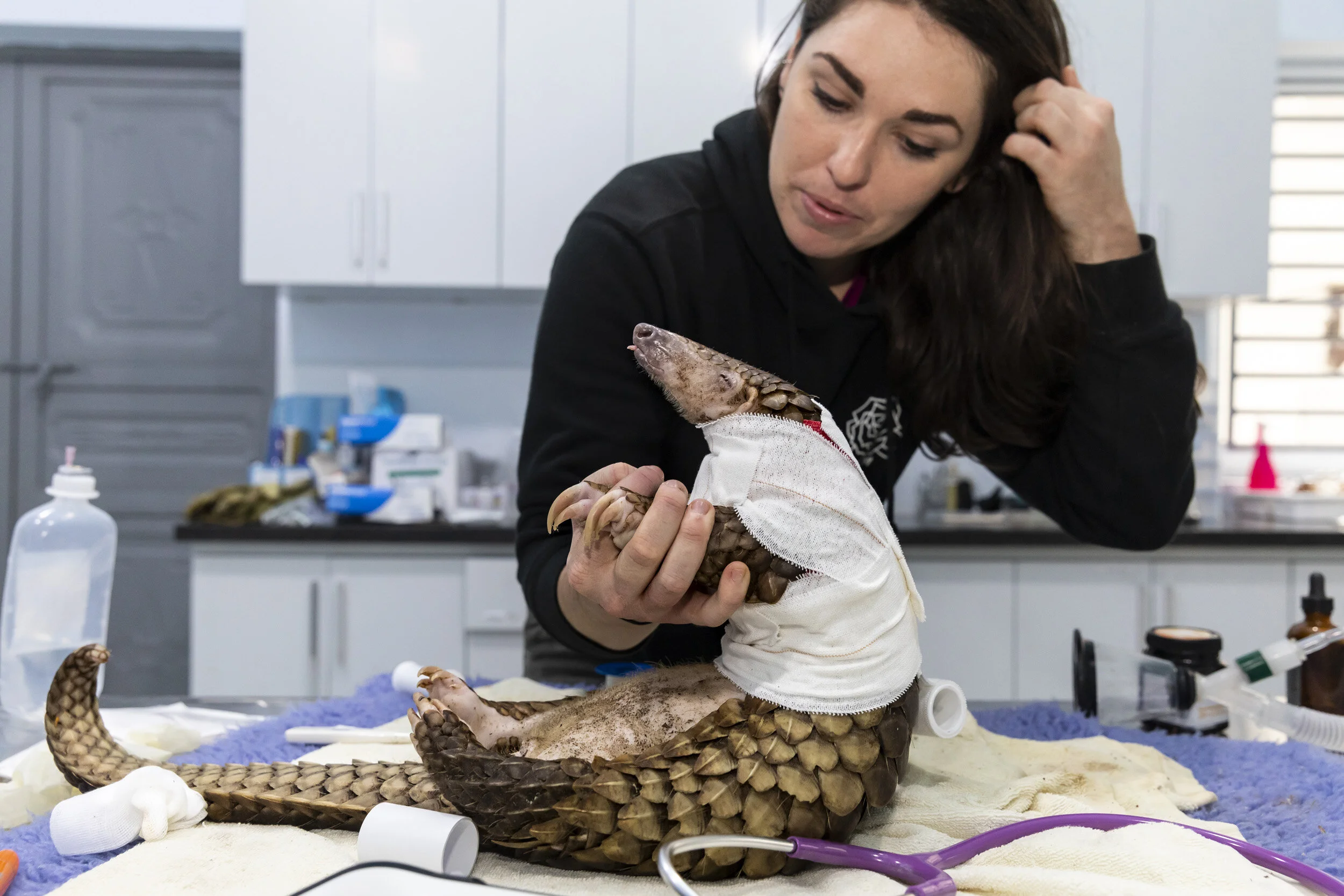 CUC PHUONG, VIETNAM, 8 NOVEMBER 2018: Save Vietnam’s Wildlife veterinary manager Jessica Jimerson works on a badly injured snared pangolin in SVW’s rehabilitation center. Most of the Pangolins that are rescued by SVW come from Indonesia and Borneo. They are often caught in snares and badly injured, then they are subjected to weeks of trafficking to Vietnam where they are highly desireably in high end restaurants or go on to the northern border with China where they are more lucrative. SVW was founded in 2014 by Thai Van Nguyen to expand the conservation activities of the CPCP. Since then it was evolved into a organization that advocates globally and nationally for pangolins, small carnivore and all threatened species in Vietnam. It has opened Vietnam’s first pangolin and small carnivore education center and has successfully lobbied to have pangolins scales removed from the National health schemes and works with other rescues centers to raise staff capacity and animal welfare standards across Vietnam. Today SVW focuses on the rescue, rehabilitation and release of carnivores and pangolins confiscated from the illegal wildlife trade; and the development of global conservation breeding program for threatened carnivores and pangolins. (Photo by Brent Stirton/Getty Images for National Geographic Magazine.)