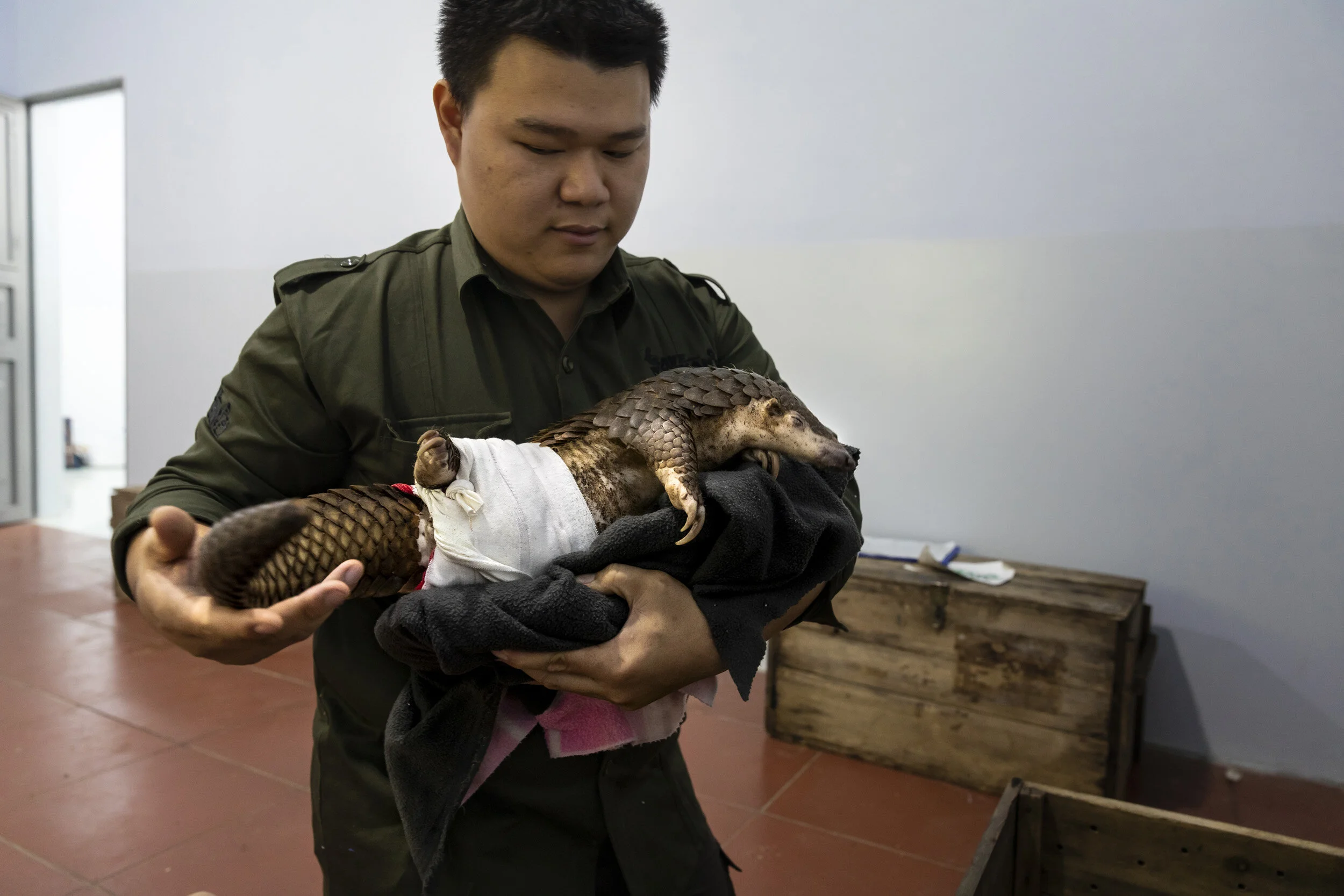CUC PHUONG, VIETNAM, 2 NOVEMBER 2018: Save Vietnam’s Wildlife veterinarian Lam Kim Hai works on a rescued trafficked pangolin that had it’s hind leg severely damaged in a poachers snare. He had to amputate the leg as a result. SVW was founded in 2014 by Thai Van Nguyen to expand the conservation activities of the CPCP. Since then it was evolved into a organization that advocates globally and nationally for pangolins, small carnivore and all threatened species in Vietnam. It has opened Vietnam’s first pangolin and small carnivore education center and has successfully lobbied to have pangolins scales removed from the National health schemes and works with other rescues centers to raise staff capacity and animal welfare standards across Vietnam. Today SVW focuses on the rescue, rehabilitation and release of carnivores and pangolins confiscated from the illegal wildlife trade; and the development of global conservation breeding program for threatened carnivores and pangolins. (Photo by Brent Stirton/Getty Images for National Geographic Magazine.)