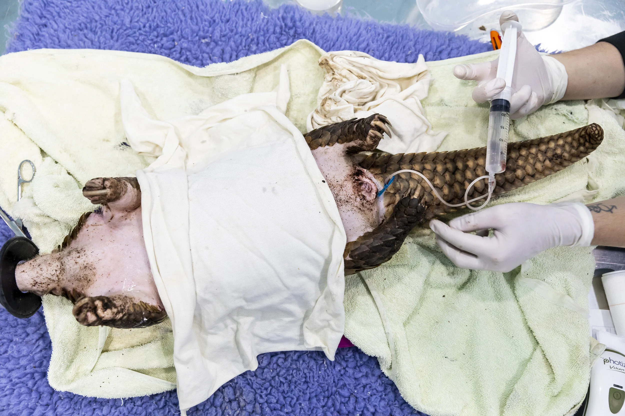 CUC PHUONG, VIETNAM, 9 NOVEMBER 2018: Save Vietnam’s Wildlife veterinary manager Jessica Jimerson works on rehydrating a trafficked pangolin in SVW’s rehabilitation center. Most of the Pangolins that are rescued by SVW come from Indonesia and Borneo. They are often caught in snares and badly injured, then they are subjected to weeks of trafficking to Vietnam where they are highly desireably in high end restaurants or go on to the northern border with China where they are more lucrative. SVW was founded in 2014 by Thai Van Nguyen to expand the conservation activities of the CPCP. Since then it was evolved into a organization that advocates globally and nationally for pangolins, small carnivore and all threatened species in Vietnam. It has opened Vietnam’s first pangolin and small carnivore education center and has successfully lobbied to have pangolins scales removed from the National health schemes and works with other rescues centers to raise staff capacity and animal welfare standards across Vietnam. Today SVW focuses on the rescue, rehabilitation and release of carnivores and pangolins confiscated from the illegal wildlife trade; and the development of global conservation breeding program for threatened carnivores and pangolins. (Photo by Brent Stirton/Getty Images for National Geographic Magazine.)