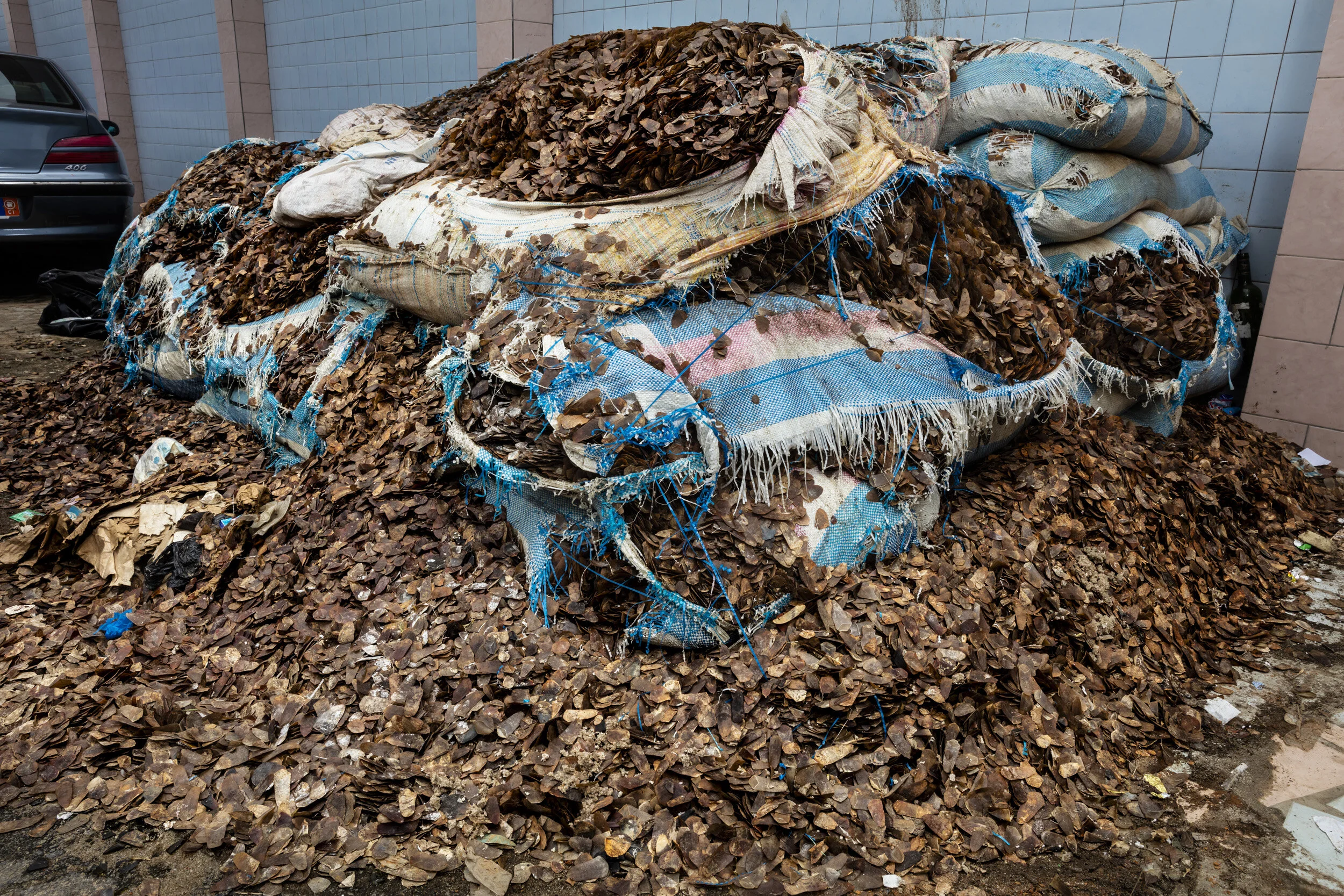 COTE D’IVOIRE, 28 AUGUST 2018: 3,600kgs of Pangolin scales in the car park of the offices of the Ivorian Unit for Trans National crime. The wildlife NGO Eagle worked in co-operation with this new unit to capture an Ivorian Trafficker and his 3 accomplices in a 3 ton sale of pangolin scales. They recently also arrested a Vietnamese trafficker who was caught with 23 ivory tusks from rare Forest Elephant as well as 600 kgs of Pangolin scales. Together this seizure represents a conservative estimate of over 11,000 pangolins. The Ivorian trafficker received one year of jail time and is out again as of the 1st of August, the Vietnamese man is still inside. He speaks very little French and his phone was full of illegal wildlife trade items. He says he is only in Ivory coast for this trade. Abidjan has a substantial Vietnamese population. The house where he was arrested also contained weapons and drugs belonging to a Chinese man, he was also implicated in human trafficking of Ivorian women to China. (Photo by Brent Stirton/Getty Images for National Geographic Magazine.)