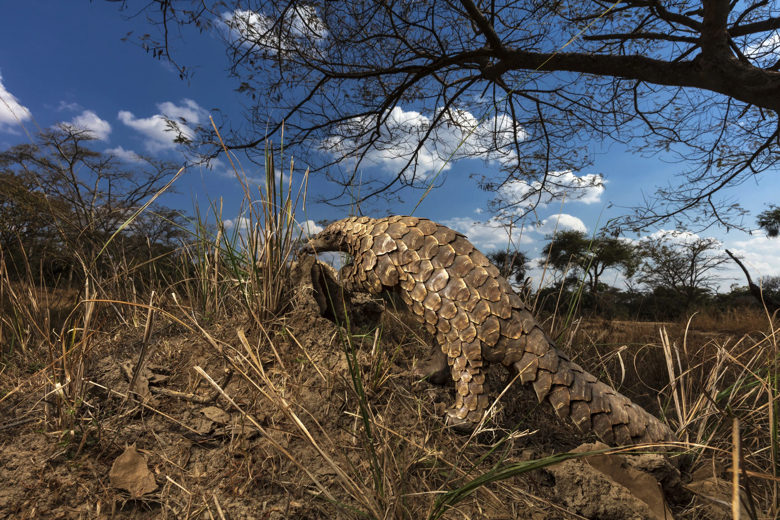 HARARE, ZIMBABWE, 24 JUNE 2018: Pangolin caregivers at an anonymous farm care for rescued pangolins, helping them to find ants and termites to eat and keeping them safe from predators and poachers. The Tiki Hywood trust undertakes public awareness campaigns on Pangolins, trains law enforcement and judiciary personnel, conducts research, and rehabilitates pangolins that have been confiscated from the illegal trade. They are based in Zimbabwe but operate with partners across Africa and advise in Asia. Founder Lisa Hywood is seen as a global expert on how to care for Pangolins in captivity. The trust also engages with other organisations and governments throughout Africa to highlight the plight of pangolins, raising awareness of their conservation status and educating them as to the need for conserving pangolins, as well as implementing conservation actions. Many of their activities are not covered by research grants and they rely on sponsors and donations to continue their work. Donations are used to train law enforcement and judiciary personnel, rehabilitate confiscated pangolins, raise public awareness and further engage with African role-players to increase the conservation status of pangolins across Africa.The Pangolin is a solitary, primarily nocturnal animal, they are easily recognized by their full armour of large, plate-like scales. A startled pangolin will cover its head with its front legs, exposing its scales to any potential predator. If touched or grabbed it will roll up completely into a ball, while the sharp scales on the tail can be used to lash out.Pangolins are also mammals just like humans, giving birth to live offspring and feeding them milk. The Pangolin uses its powerful front claws to dig open termite mounds and uses its long sticky tong to catch ants and termites which it feeds on, although they supplement this diet with other invertebrates. There are eight species of pangolins in the world, four of these are found on the African continent, na