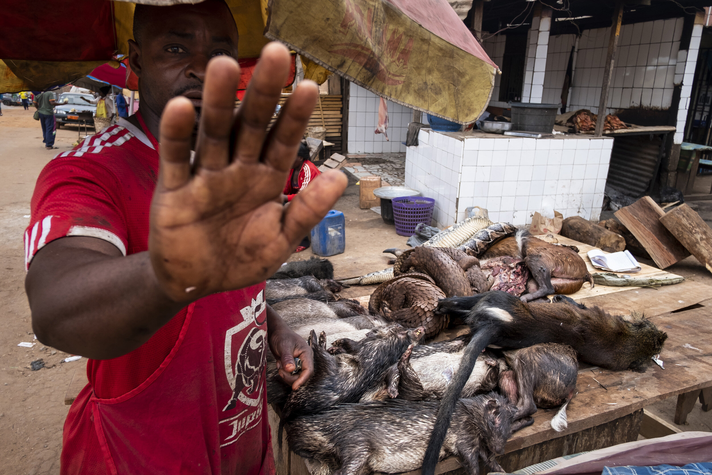 YAONDE, CAMEROON, 8 AUGUST 2018: Four juvenile pangolins for sale in a bushmeat market in Yaonde, Cameroon. Although officially listed as endangered, pangolins are still heavily traded on the bushmeat market in Cameroon, one of the very few countrie