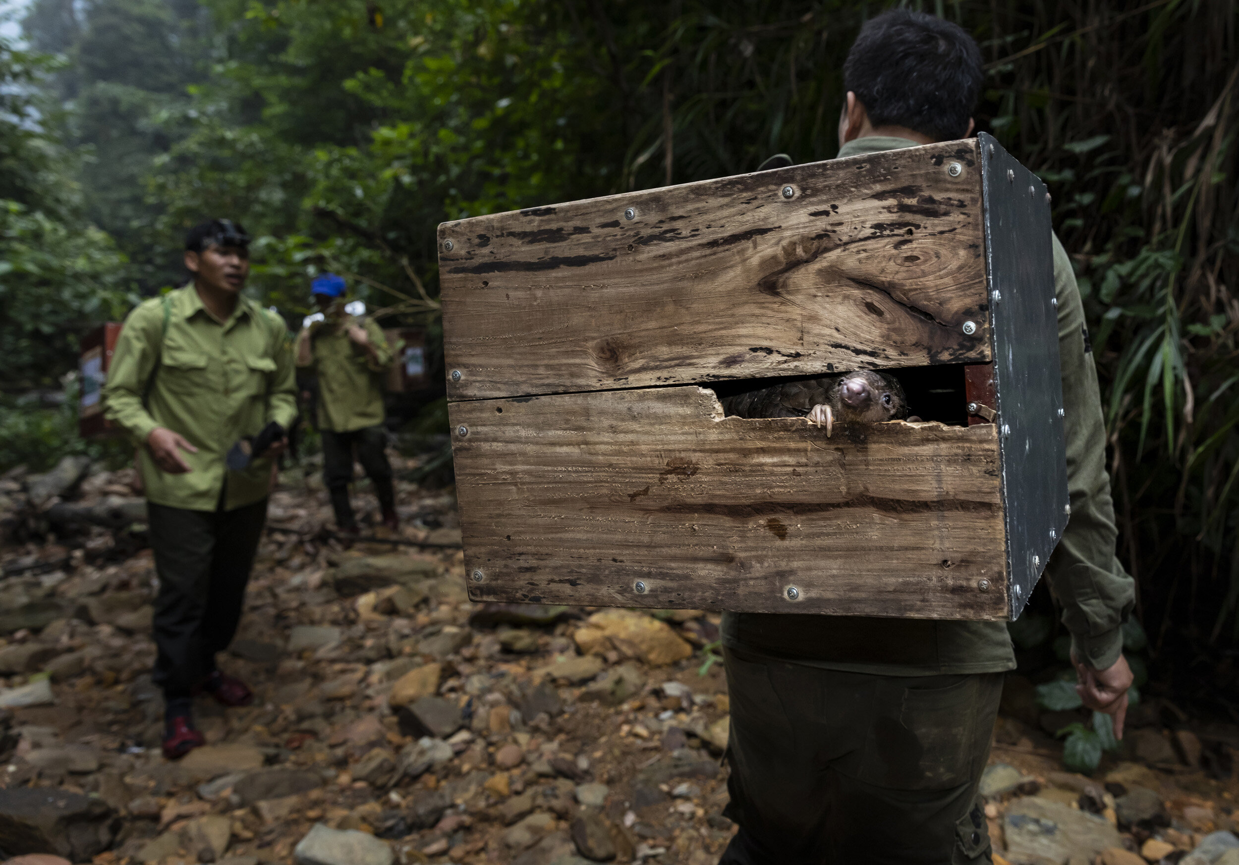 PU MAT NATIONAL PARK, VIETNAM, 11 NOVEMBER 2018: Members of Vietnam’s first Anti-poaching team and NGO Saving Vietnam’s Wildlife walk upriver and release 25 rescued pangolins into this remote National Park. They first feed the pangolin with ant egg
