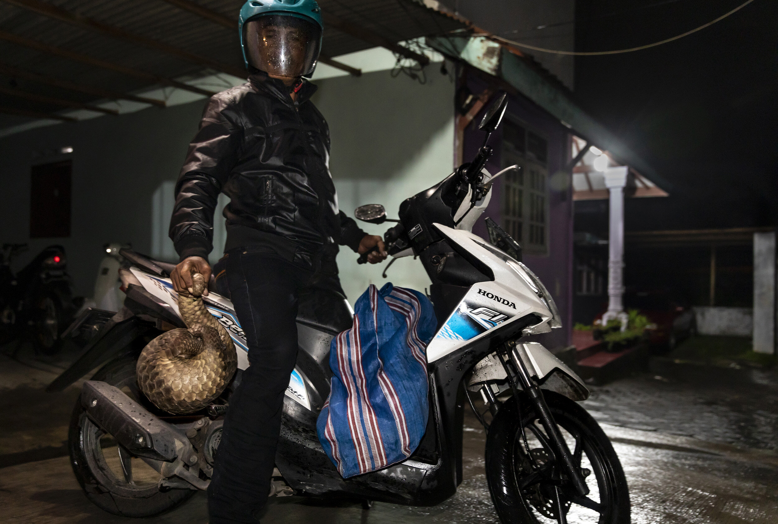 LUMAJAN, BORNEO, 31 DECEMBER 2018: Bawr, a hunter from the Sentul Village region, approximately 3 hours east of the city of Surabaya, holds a pangolin he has brought to the city to sell to a middleman. The pangolin will either be cosumed in Surabaya