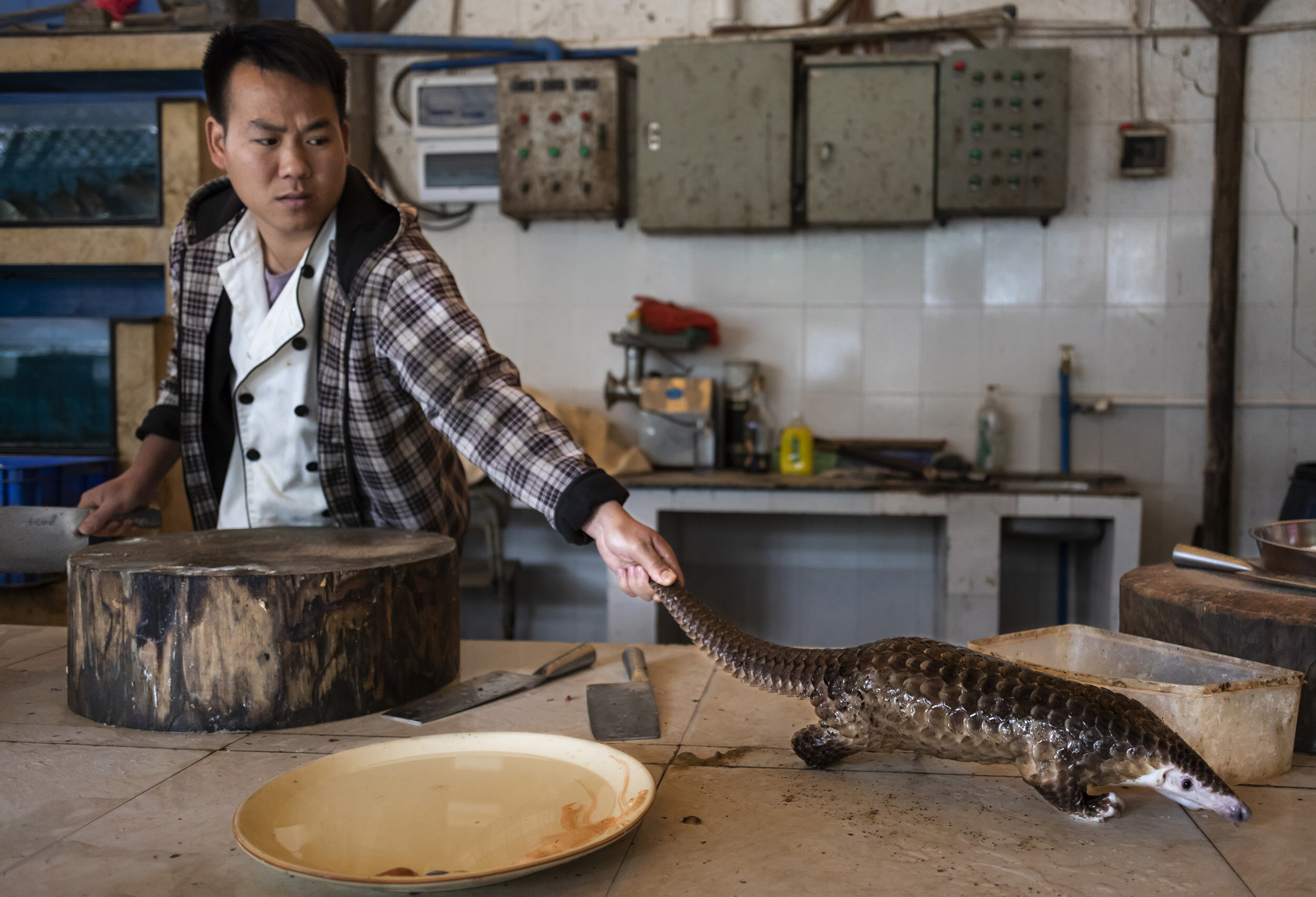 GUANGZHOU, CHINA: A Pangolin is slaughtered and prepared for a meal in a restaurant on the outskirts of Guangzhou. The price for the meal was 1200 RMB per pound of the animals weight. This pangolin was 6 pounds and was forcefed liquids before being