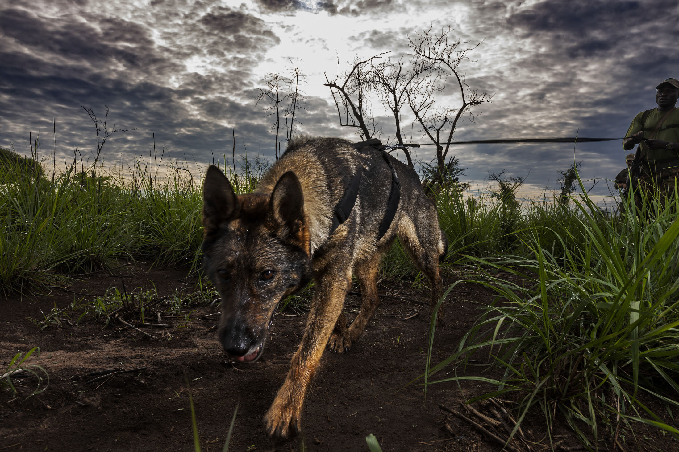 GARAMBA NATIONAL PARK, DEMOCRATIC REPUBLIC OF CONGO, APRIL 18TH 2019: ICCN conservation ranger Dog handlers receiving training on tracking and detection from Invictus K9 group. Garamba is a Park in North East DRC bordering South Sudan. It is one of