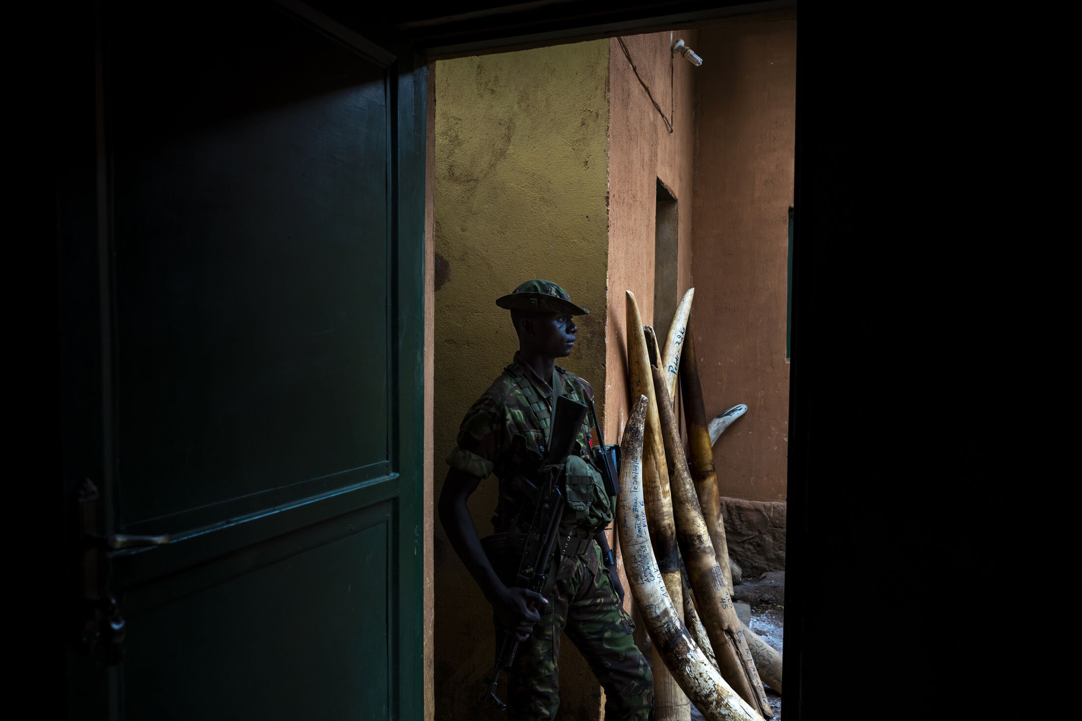 GARAMBA NATIONAL PARK, DEMOCRATIC REPUBLIC OF CONGO, APRIL 18TH 2019: A Garamba conservation ranger stands outside an ivory seizure room with tusks visible on the wall next to him. these tusks are consfiscated from clashes between the parks ranger f