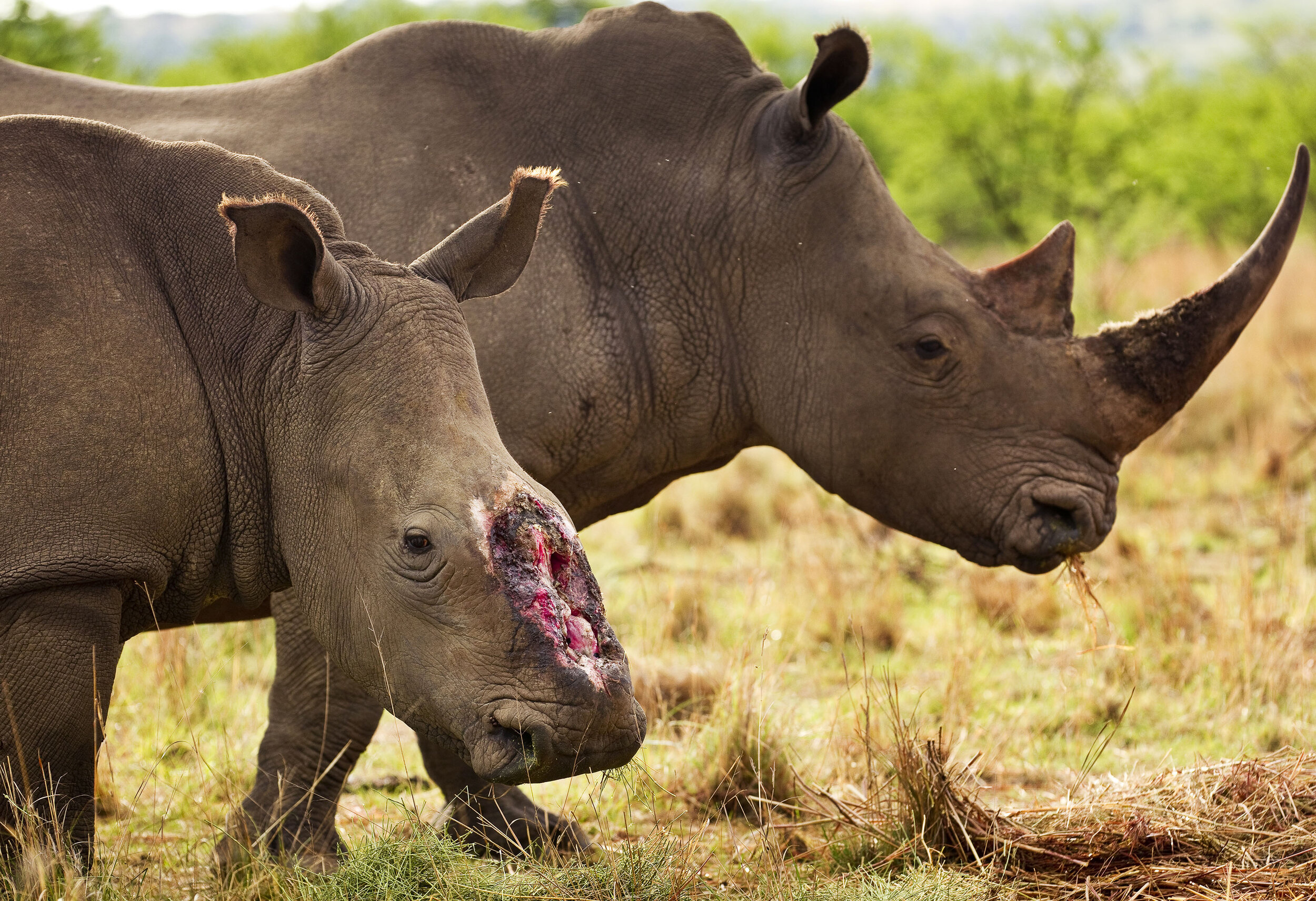 TUGELA PRIVATE GAME RESERVE, COLENSO, NATAL, SOUTH AFRICA, NOVEMBER 2010: Images of a female rhino who 4 months ago survived a brutal dehorning by poachers who used a chainsaw to remove her horns and a large section of bone in this area of her skull