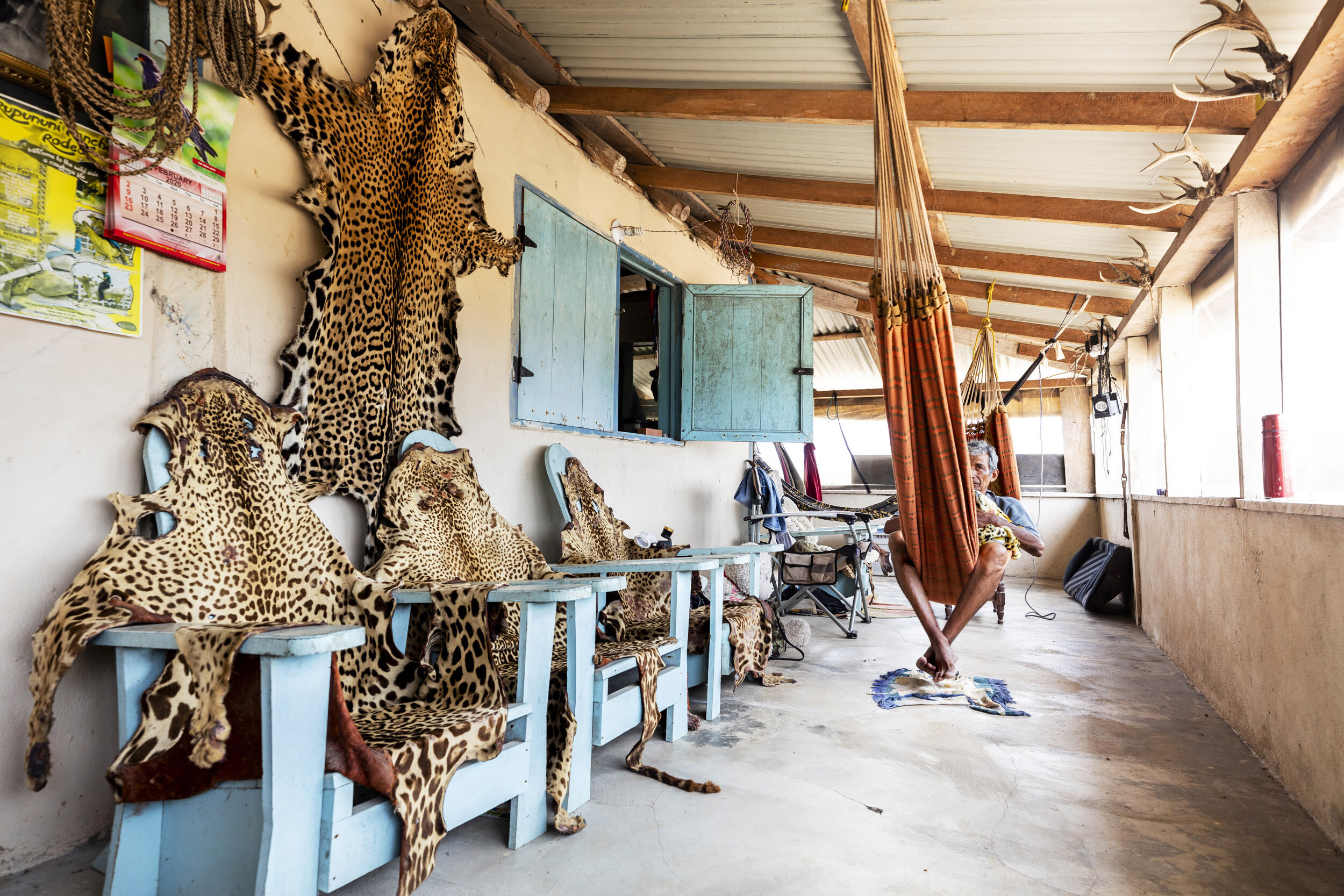 SAND CREEK, SOUTH CENTRAL, RUPUNUNI, GUYANA: Jaguar skins on the walls of a ranch house, these animals allegedly killed cattle and so were shot as problem animals by ranchers trying to protect their assets. The man in the image is a visitor and not