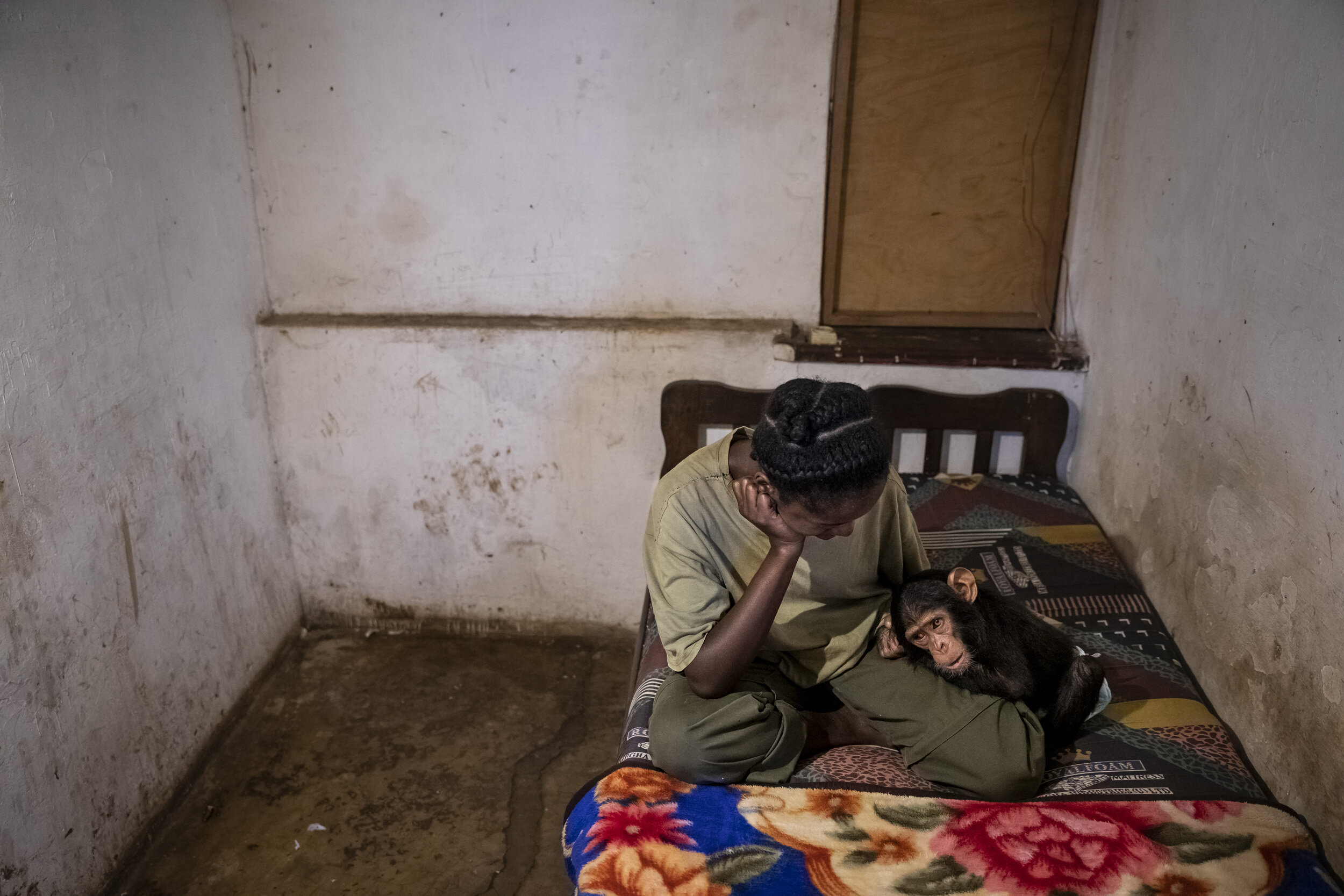 LWIRO, EASTERN DEMOCRATIC REPUBLIC OF CONGO, 22 NOVEMBER 2019: One of the caregivers at Lwiro Chimpanzee rescue center and sanctuary is seen with two recently rescued baby chimps who are recovering after being anesthatized for their comprehensive he