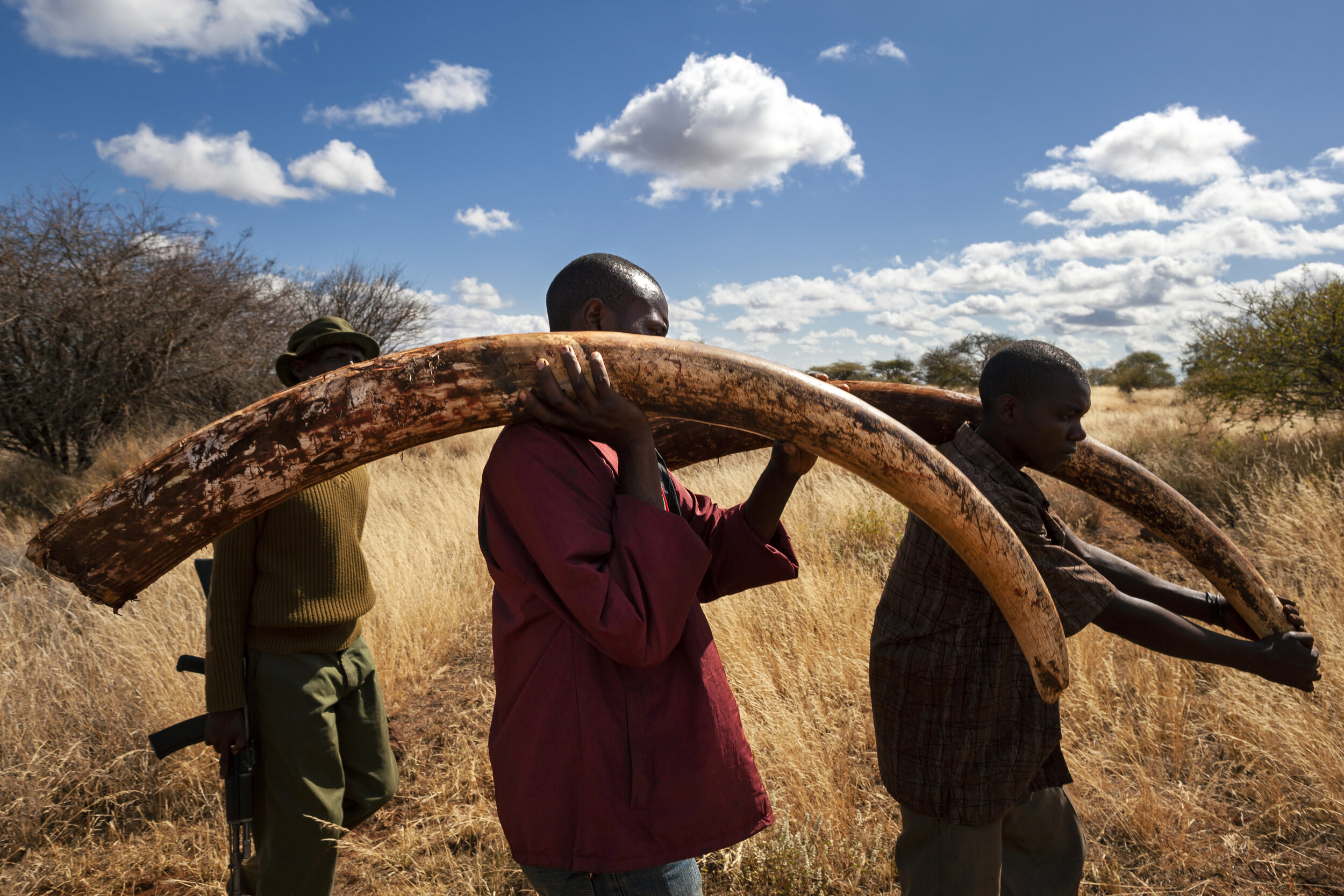 AMBOSELI, KENYA, MAY 2011: Undercover Kenya Wildlife Services Ranger detusk a bull elephant killed by a spear in the Amboseli ecosystem in the shadow of Amboseli, Kenya, May 29, 2011. The elephant was killed by a single spear stroke close to the sp