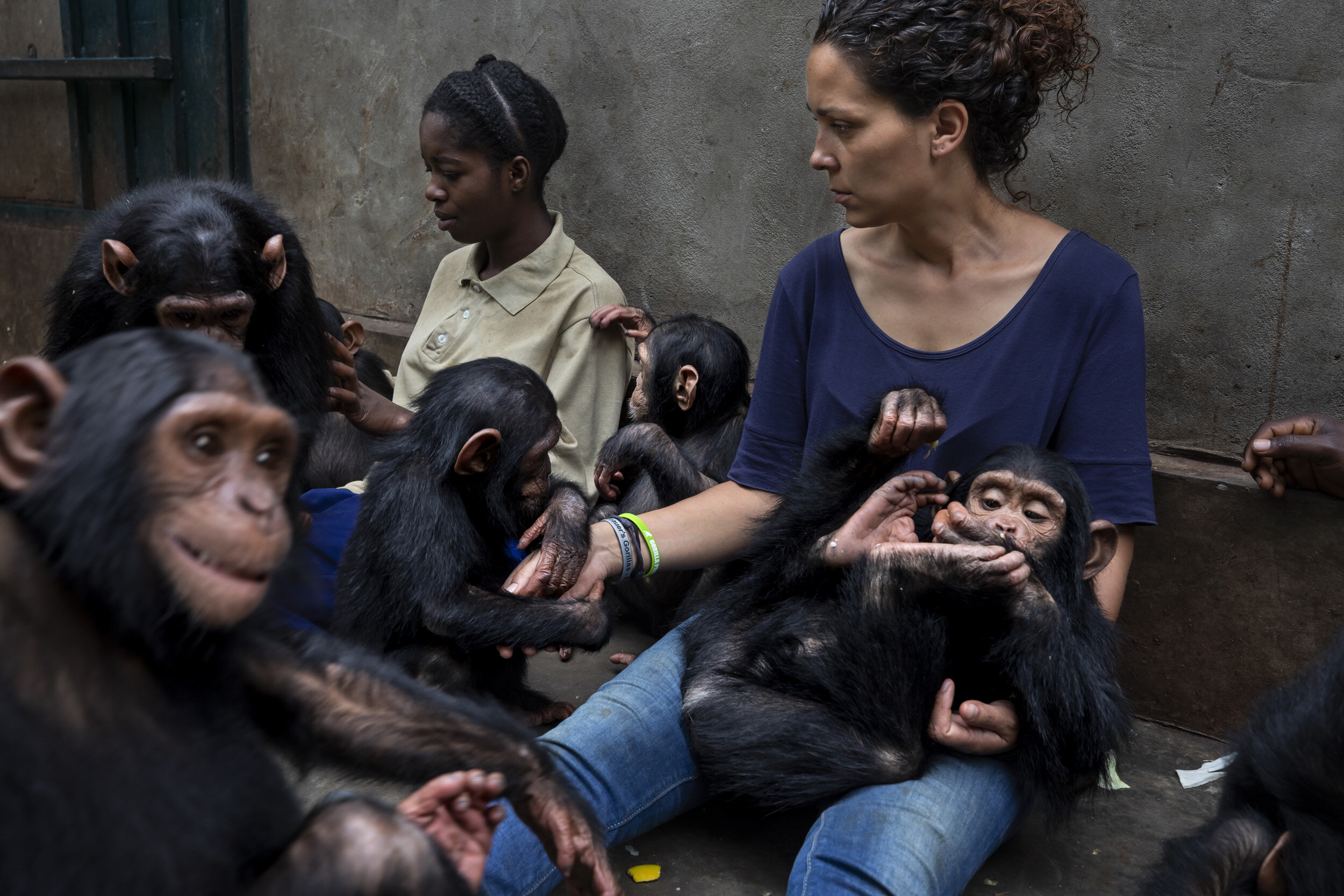 LWIRO, EASTERN DEMOCRATIC REPUBLIC OF CONGO, 25 NOVEMBER 2019: Itsazo, the director at the Lwiro Chimpanzee rescue and sanctuary center, introduce two new rescued baby chimps into the juvenile enclosure at the center. Itsazo is careful to introduce