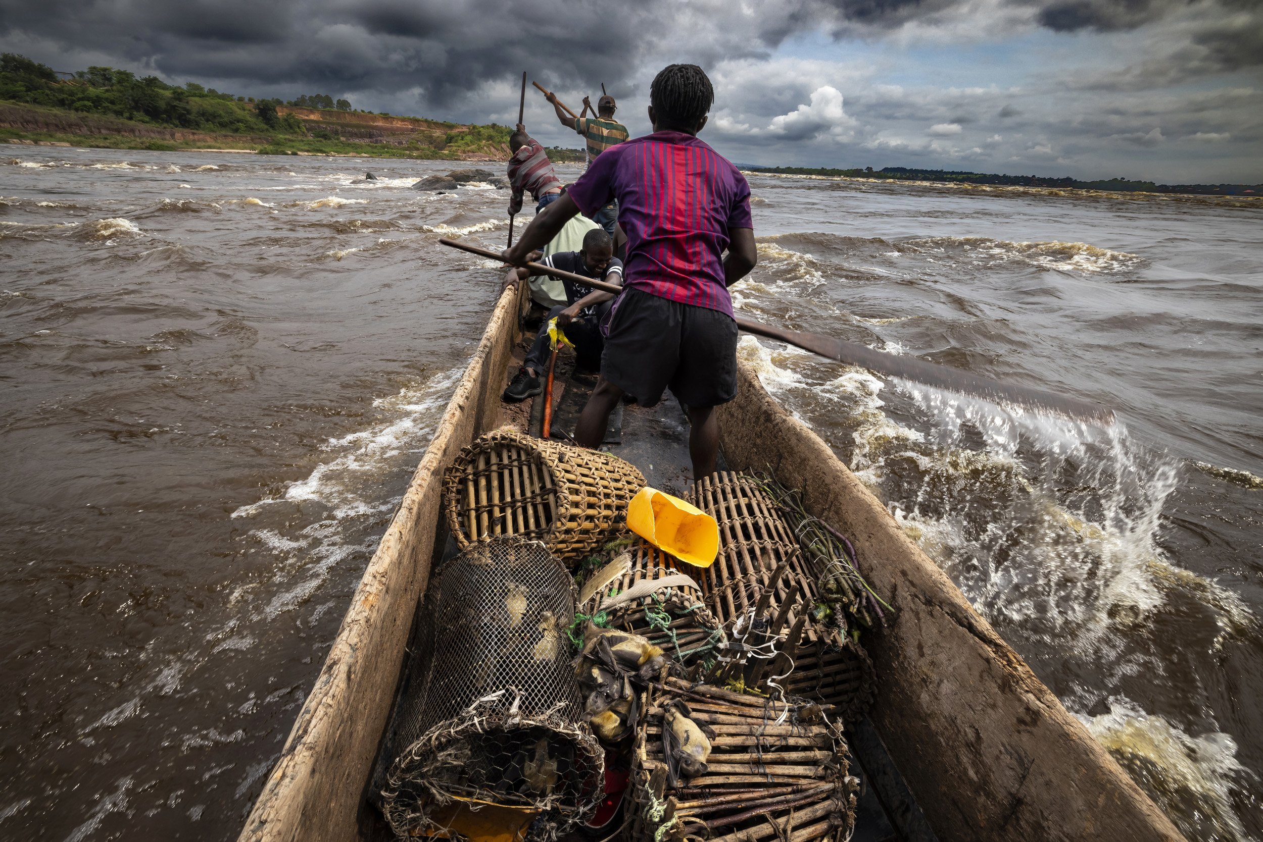 BRAZZAVILLE, REPUBLIC OF CONGO: Bat hunters return from collecting bats from an island a couple hours away from the capital Brazzaville. The hunters have nets strung high all over the island and harvest the bats every day of a four-month season. In
