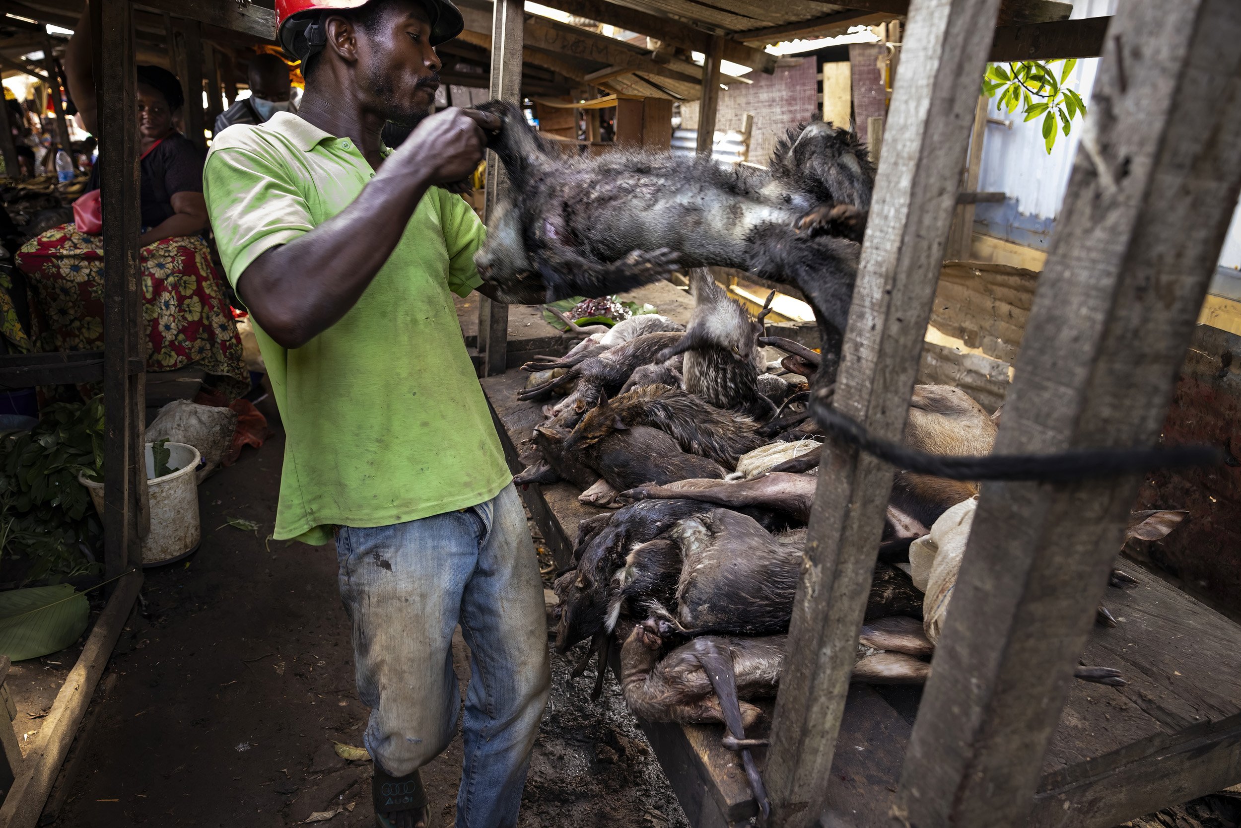 OUESSO, REPUBLIC OF CONGO, 20TH MAY 2021: A driver of a small truck delivers a variety of wildmeat to individual women traders who sell it in one of Ouesso’s markets. This is a daily delivery to just one female trader. The bushmeat usually is all gr