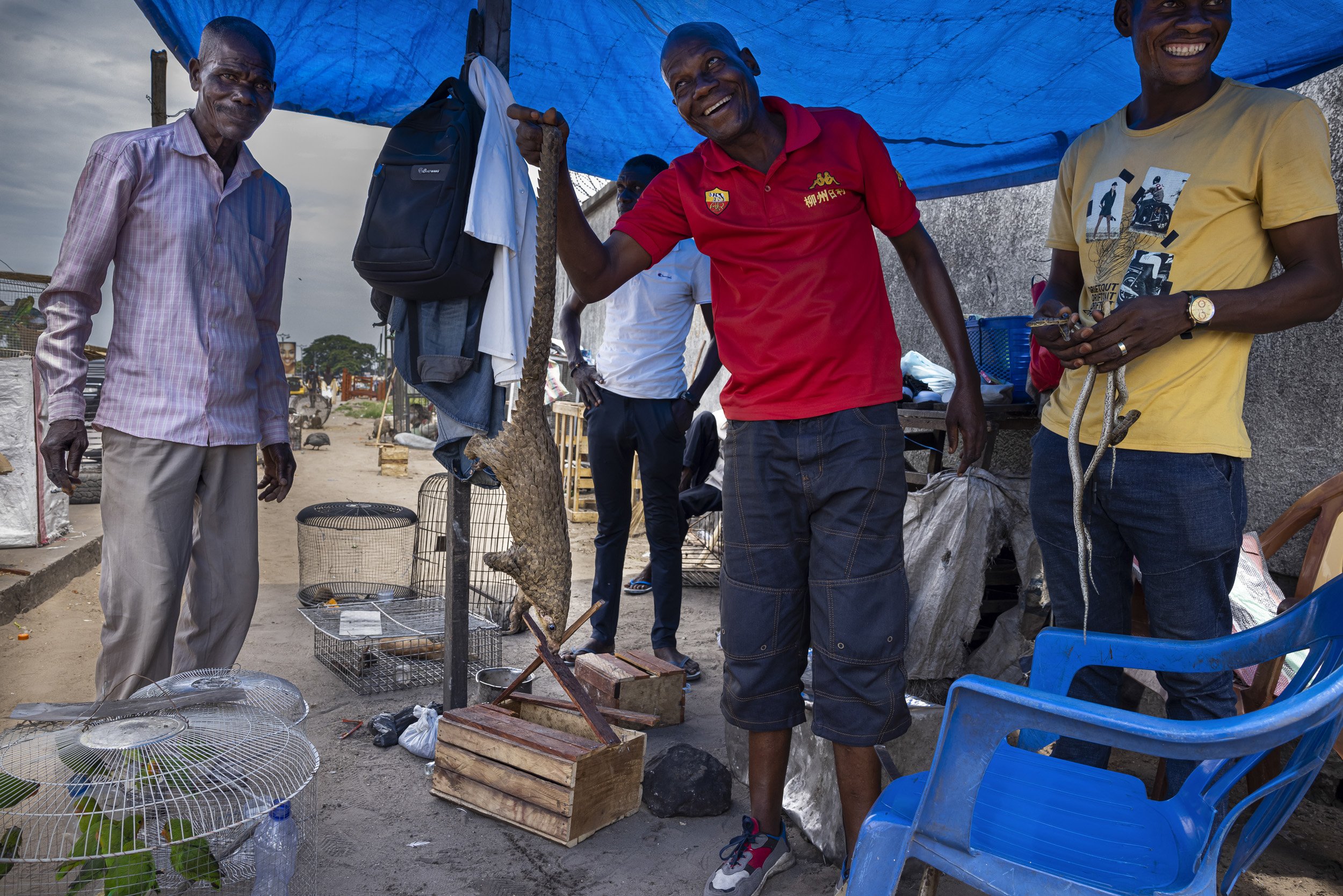 KINSHASA, DEMOCRATIC REPUBLIC OF CONGO: A group of men sell live bushmeat species by the side of the road in Kinshasa. Some of these species are illegal and highly endangered, such as the pangolin. A lack of law endforcement is a major part of the b