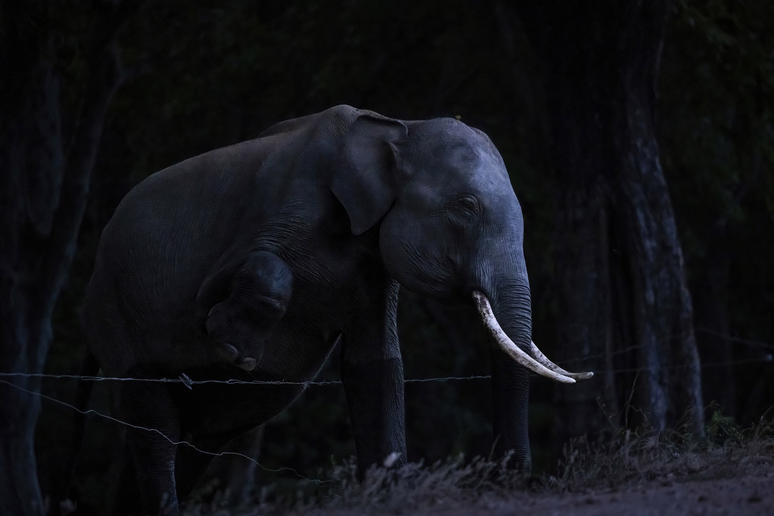 KAUDULLA, SRI LANKA, 7TH JULY 2022: A wild elephant from Kaudulla National Park is seen sneaking through an electrified fence into croplands on the park boundary. Despite the pain for the electric shock, this is a regular occurence. There used to be