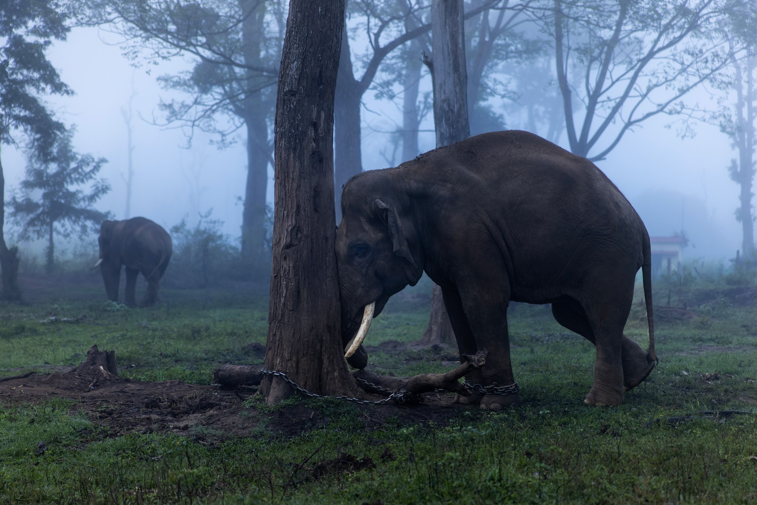 DUBARE ELEPHANT CAMP, KARNATAKA, INDIA, 22ND OCTOBER 2022: A captured and chained elephant attempts to rest by leaning against the tree to which it is chained. Dubare is one of the larger elephant camps in India, a place where captured elephants ar